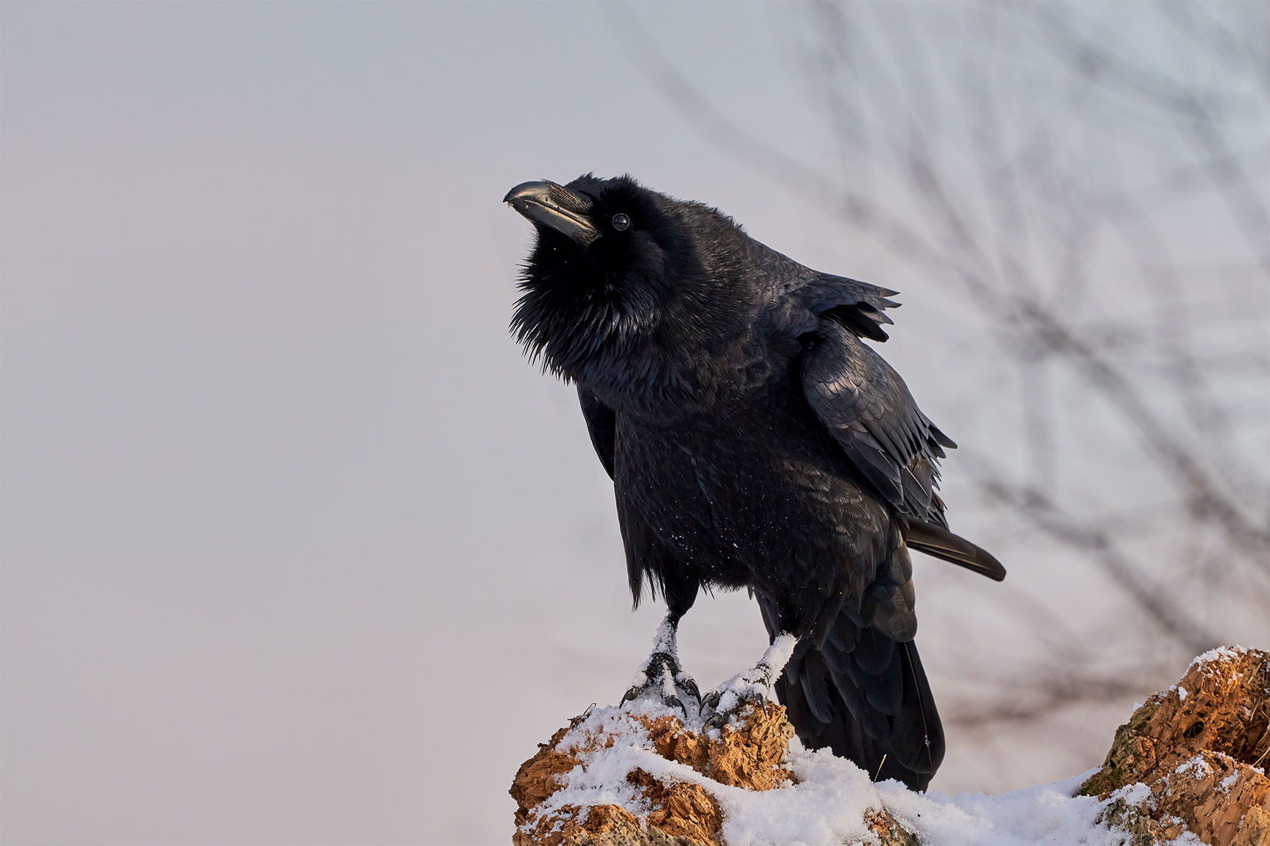 The common raven (Corvus corax)...