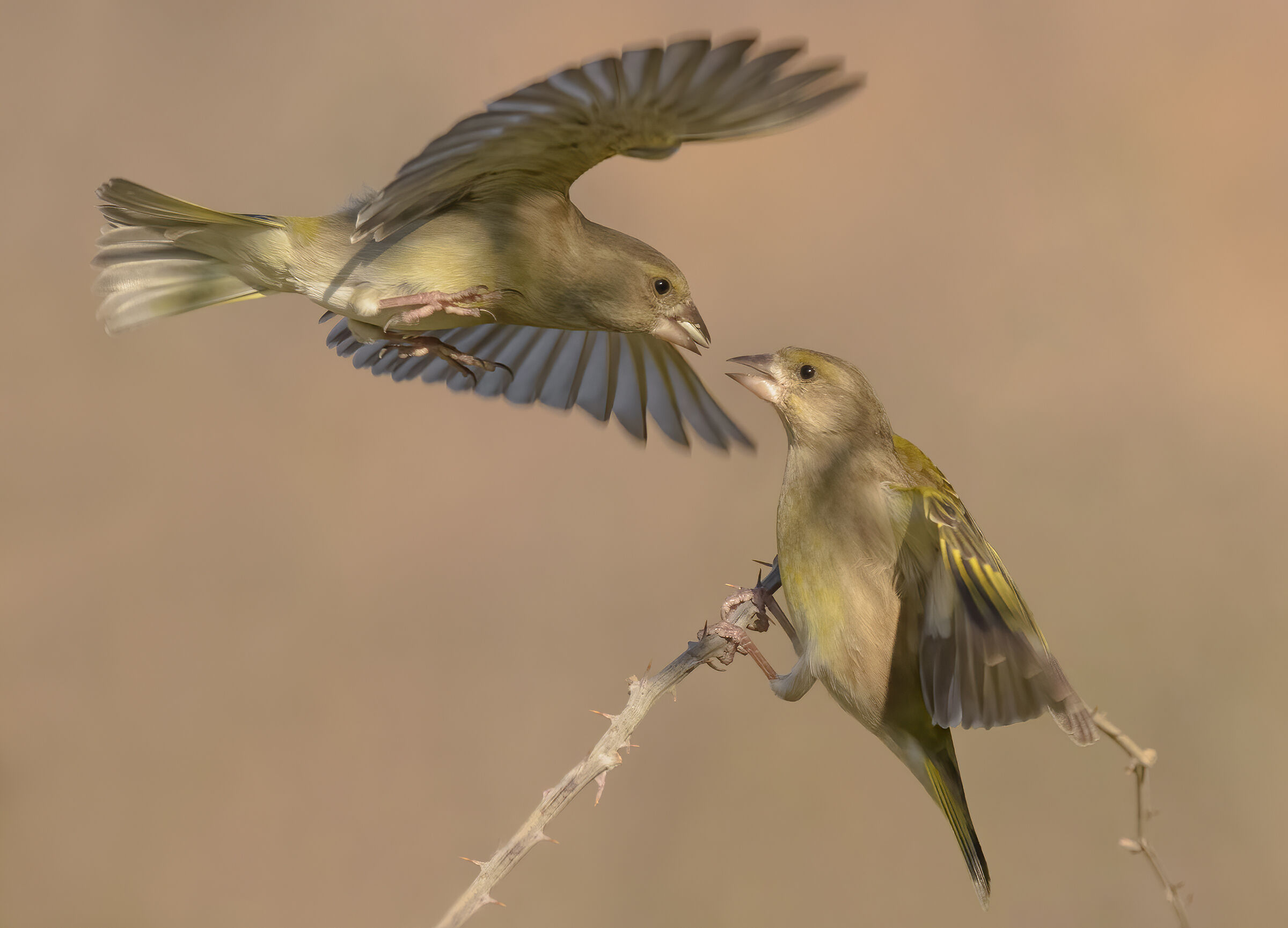 Fight between greenfinches...