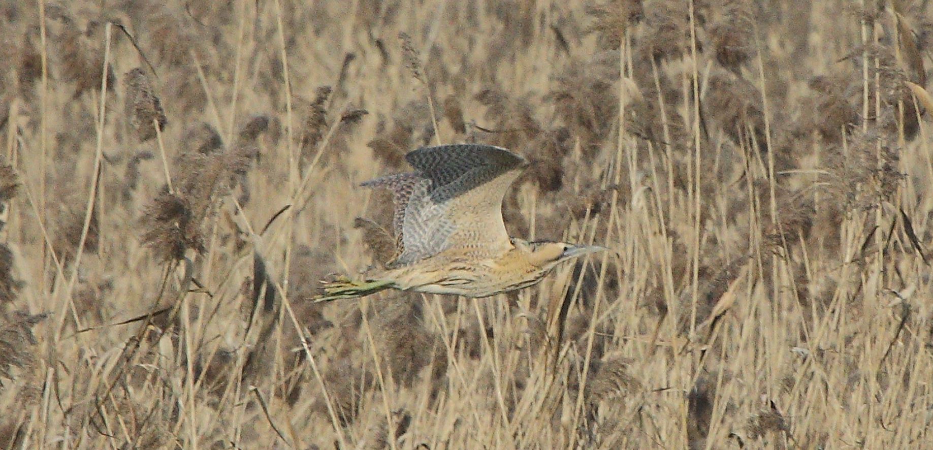 Bittern 24-01-2022...