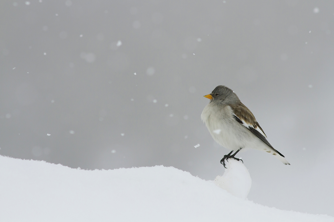 Alpine chaffinch under the snow...