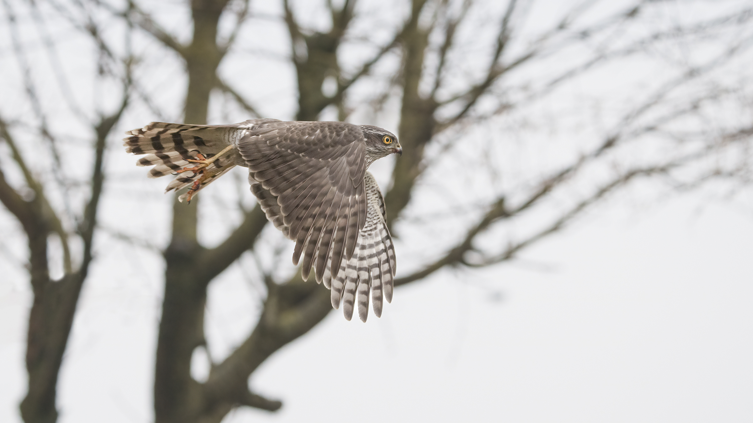 flight of the sparrowhawk...