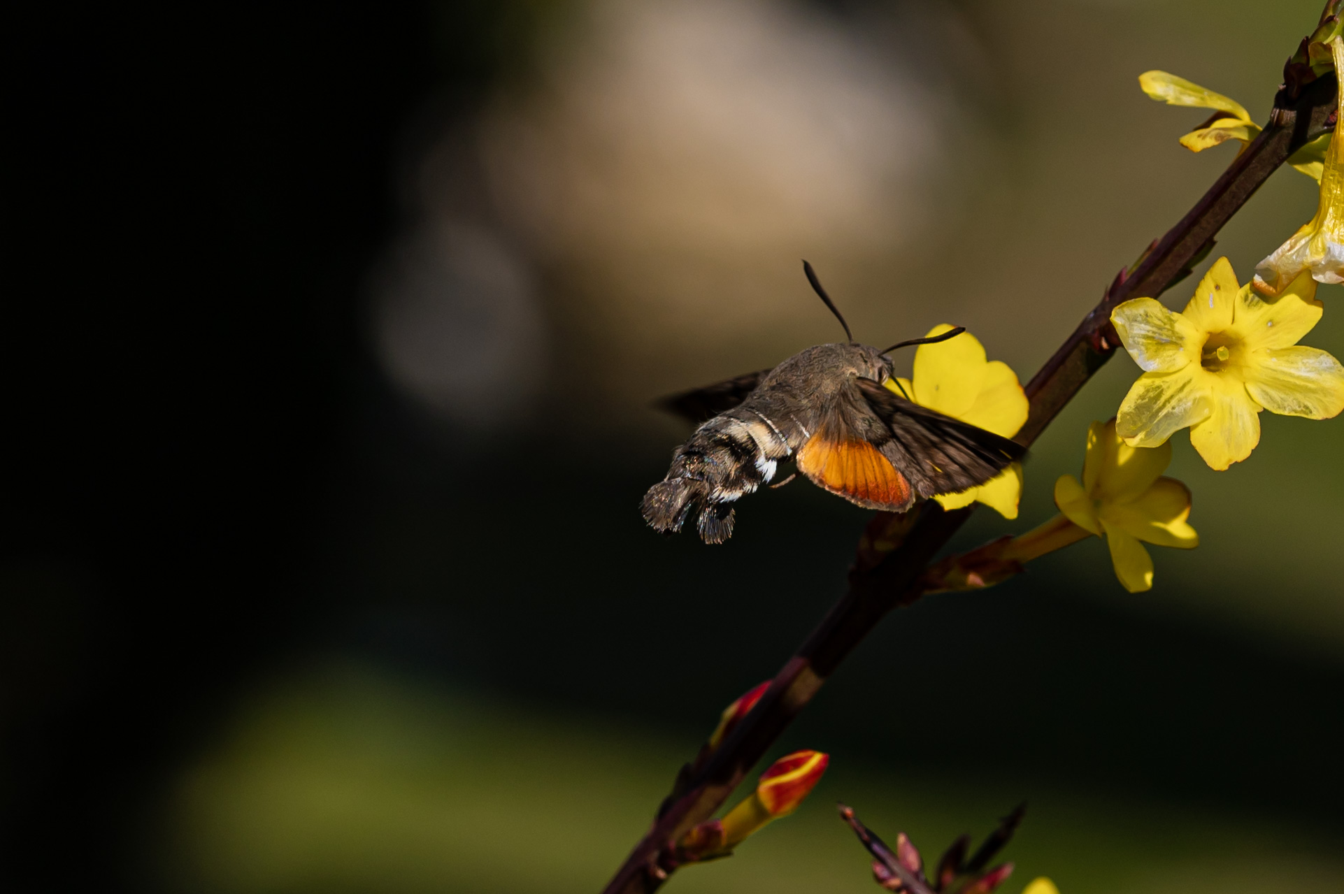 Sfinge colibrì Macroglossum Stellatarum...