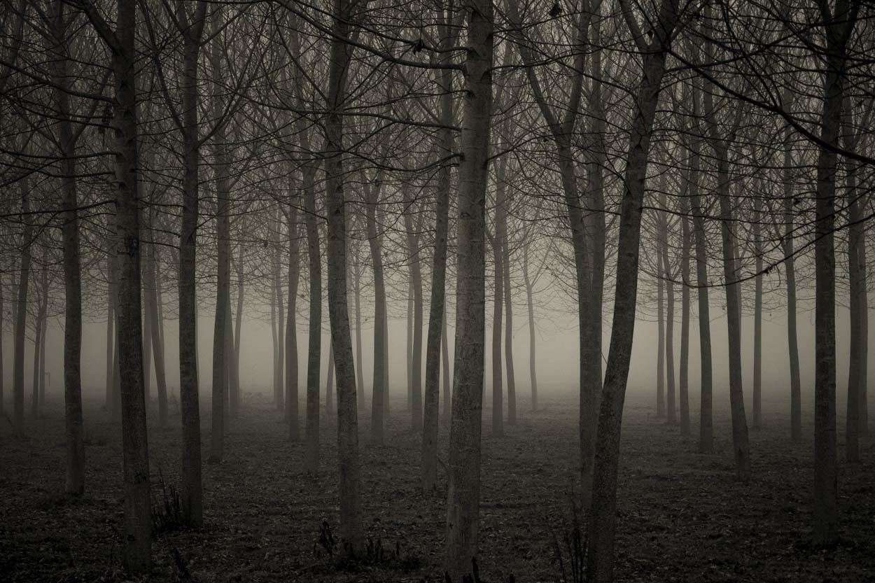 Banal as poplars in the fog...