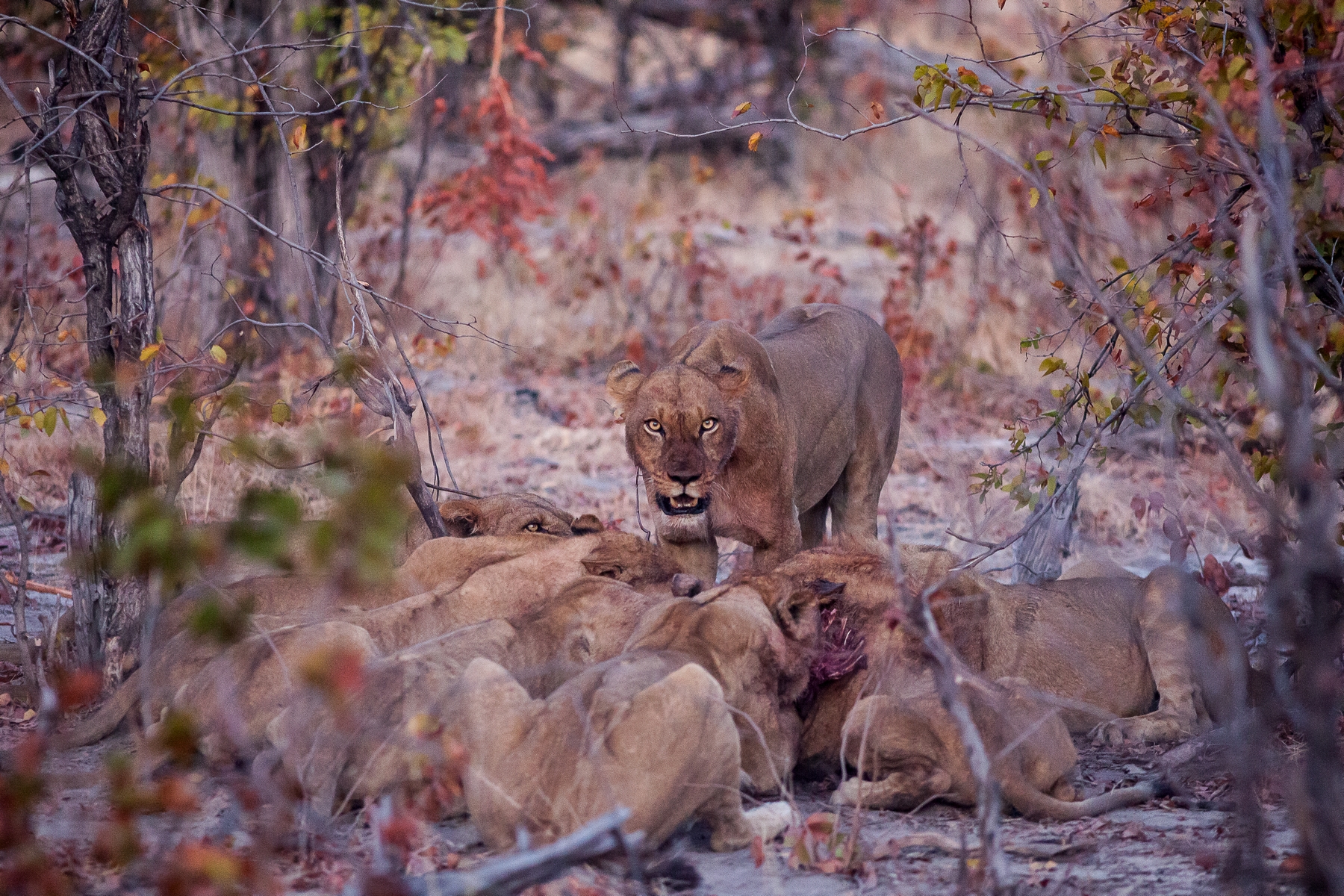 Lions, Botswana....