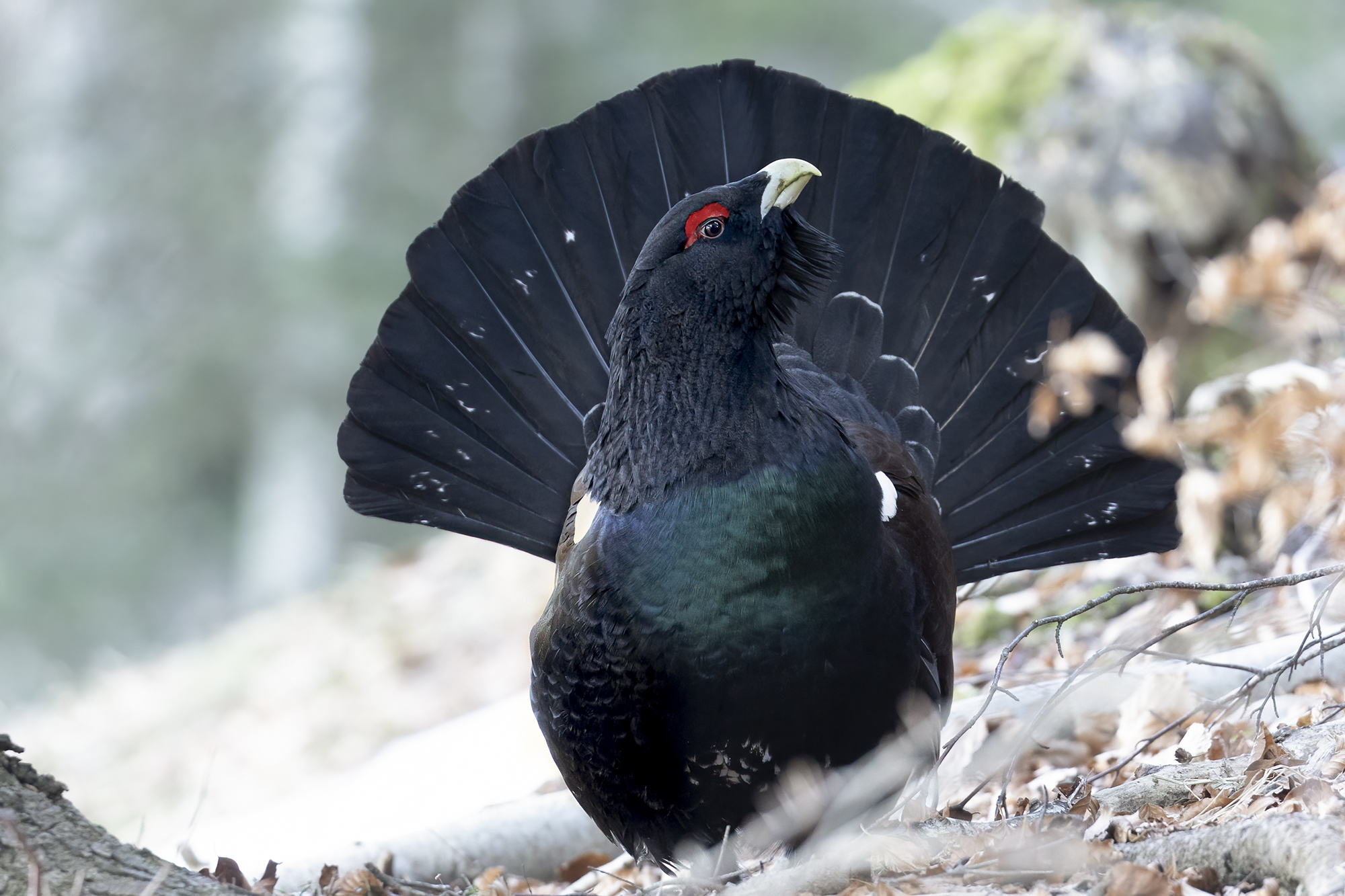 capercaillie in the undergrowth...