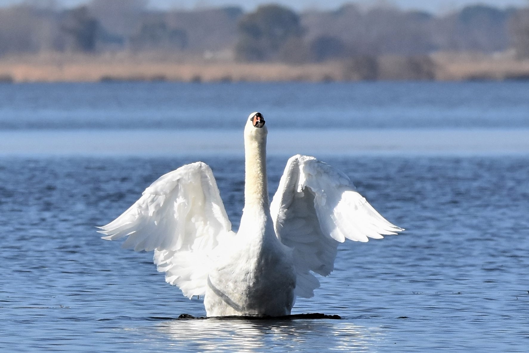lonely swan Lake Massaciuccoli...