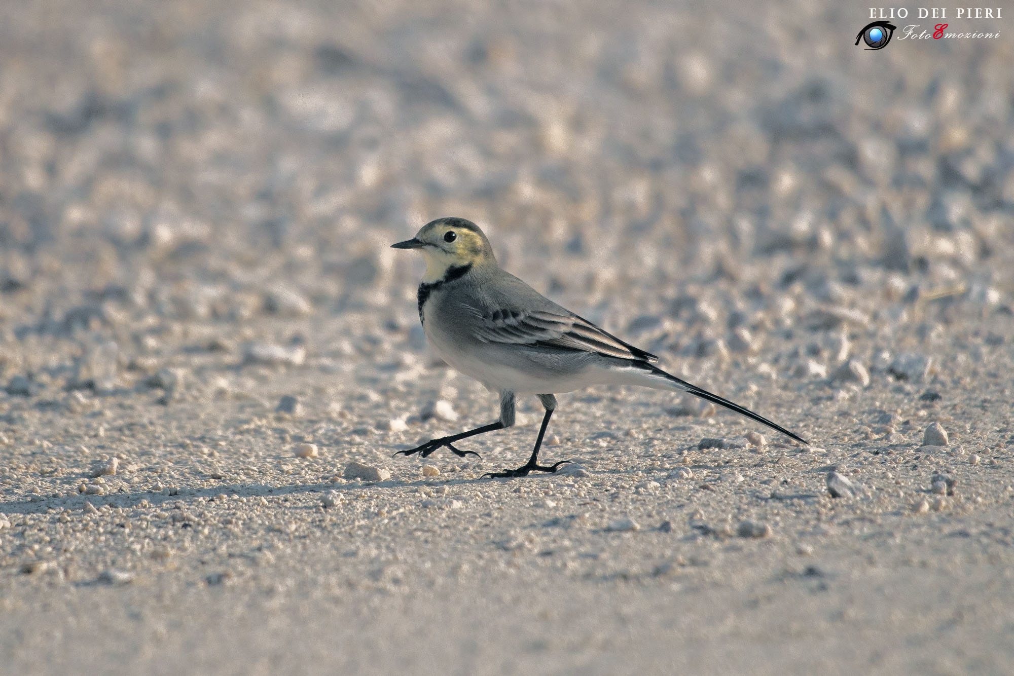 At the pace... White wagtail ...