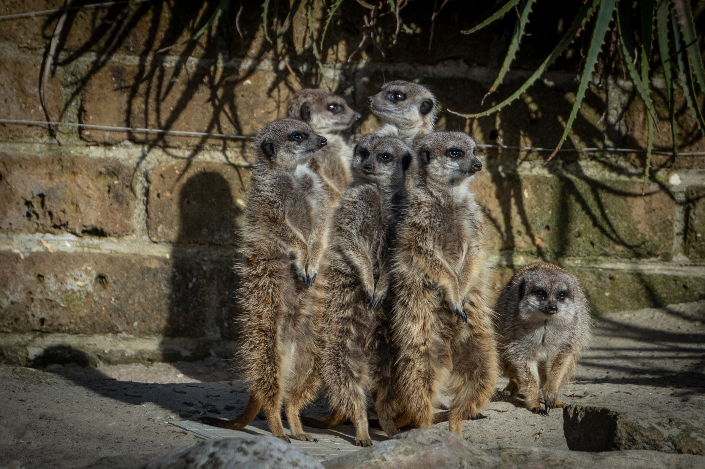 The meerkats of the Bioparco di Roma...