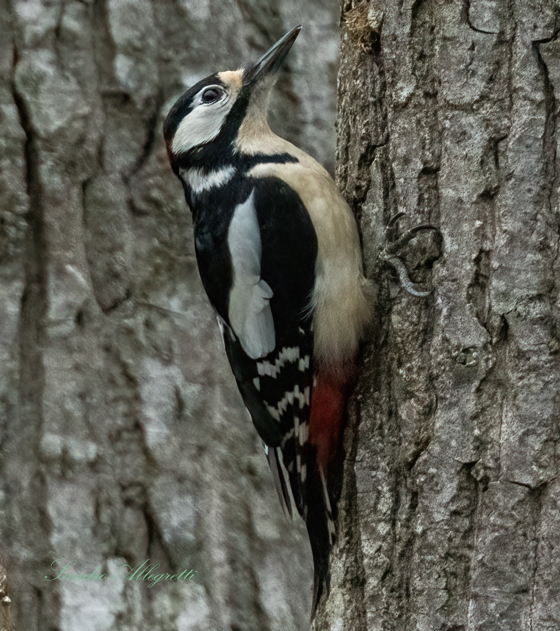 The Greater Red Woodpecker (Dendrocopos major)...
