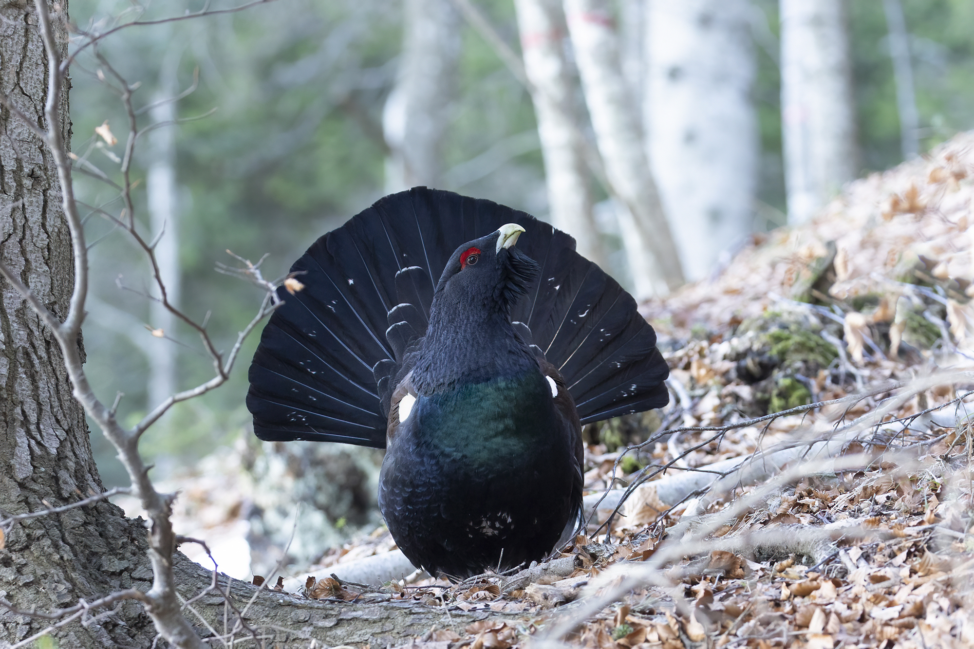 the forest and the capercaillie...