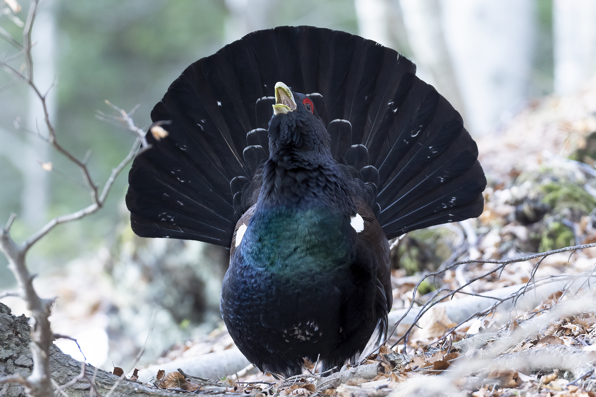 the capercaillie is me...