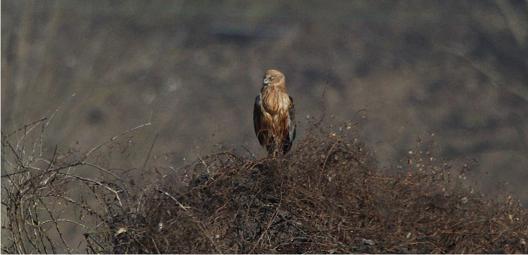 marsh falcon 23-01-2022...