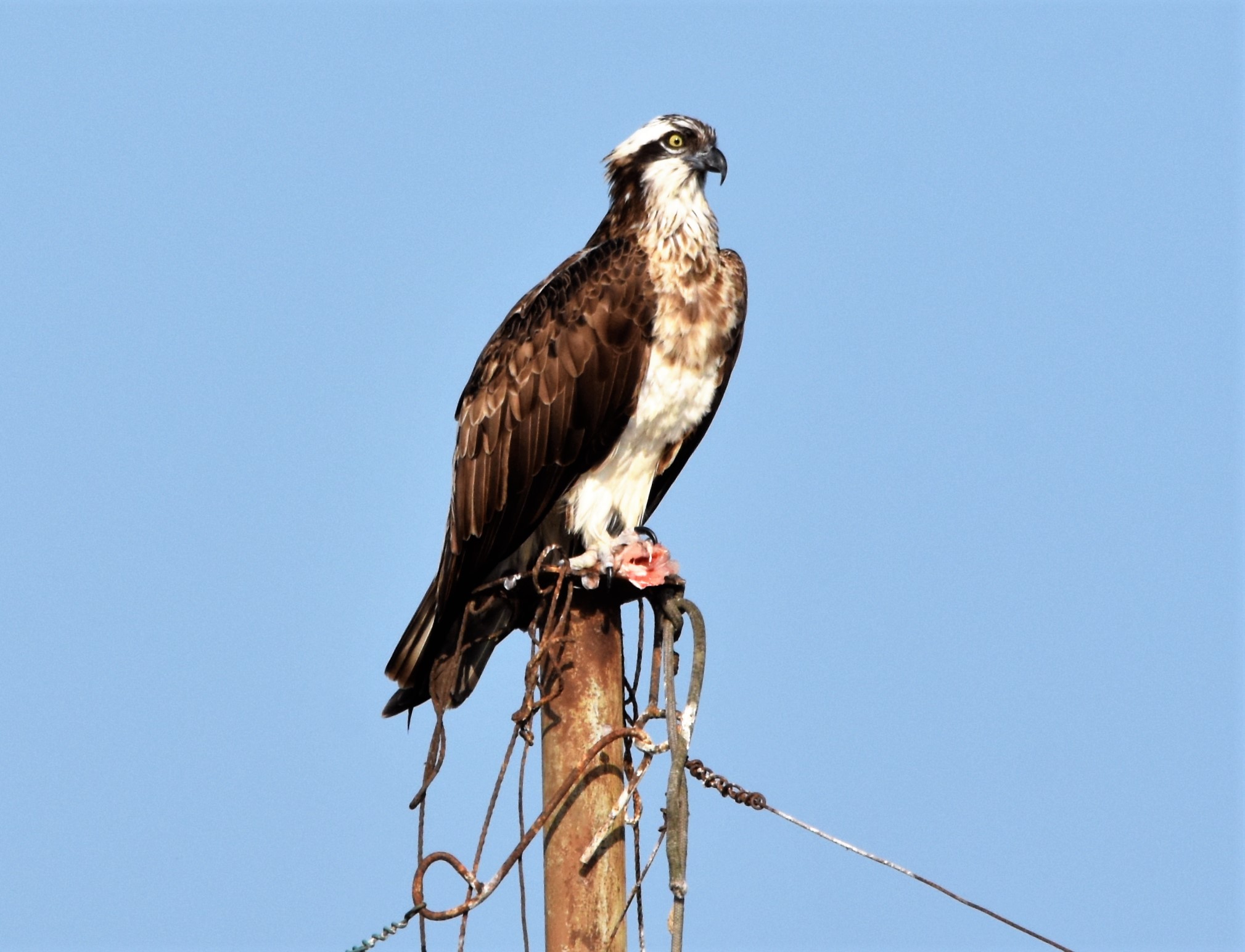 Marsh falcon with prey...