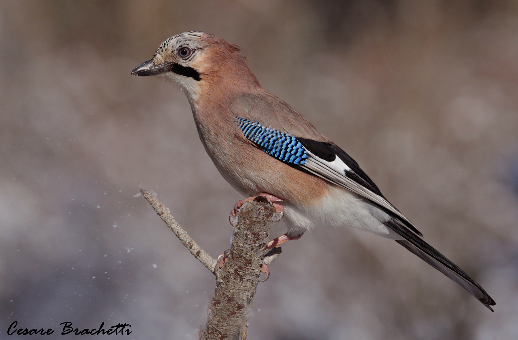 jay... while it begins to snow....