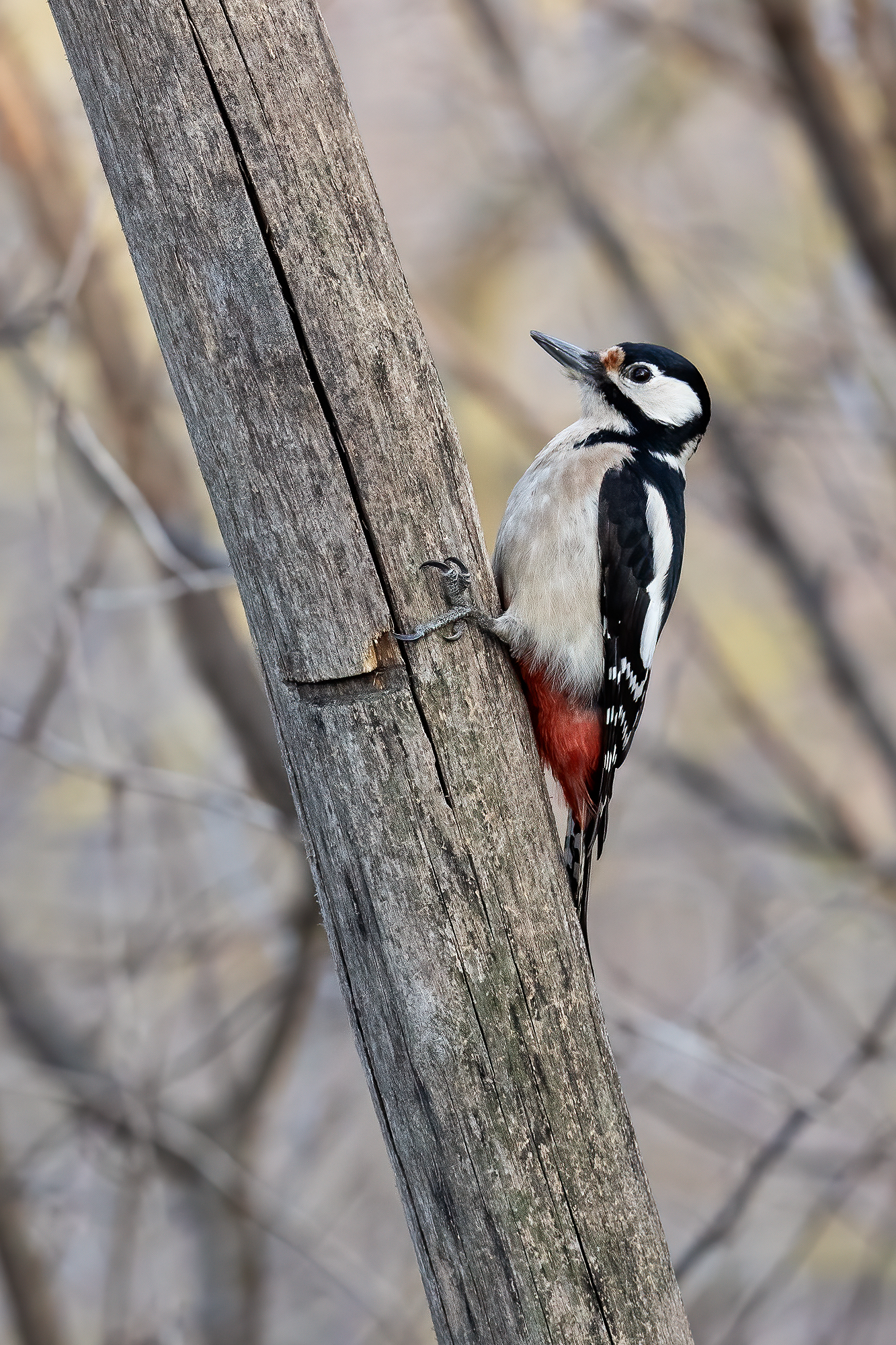 Red woodpecker (f)...