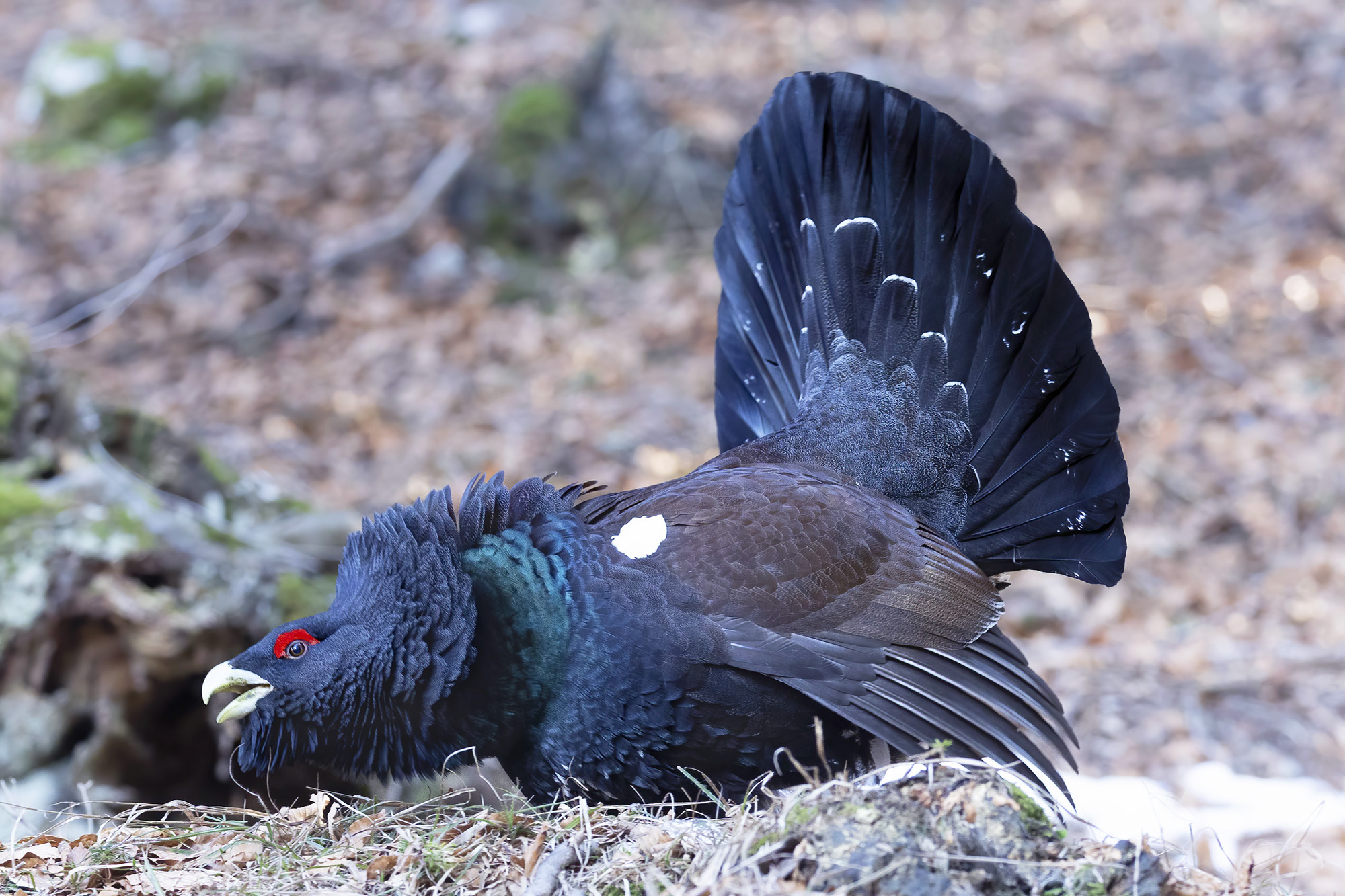 stretching in the undergrowth, capercaillie...