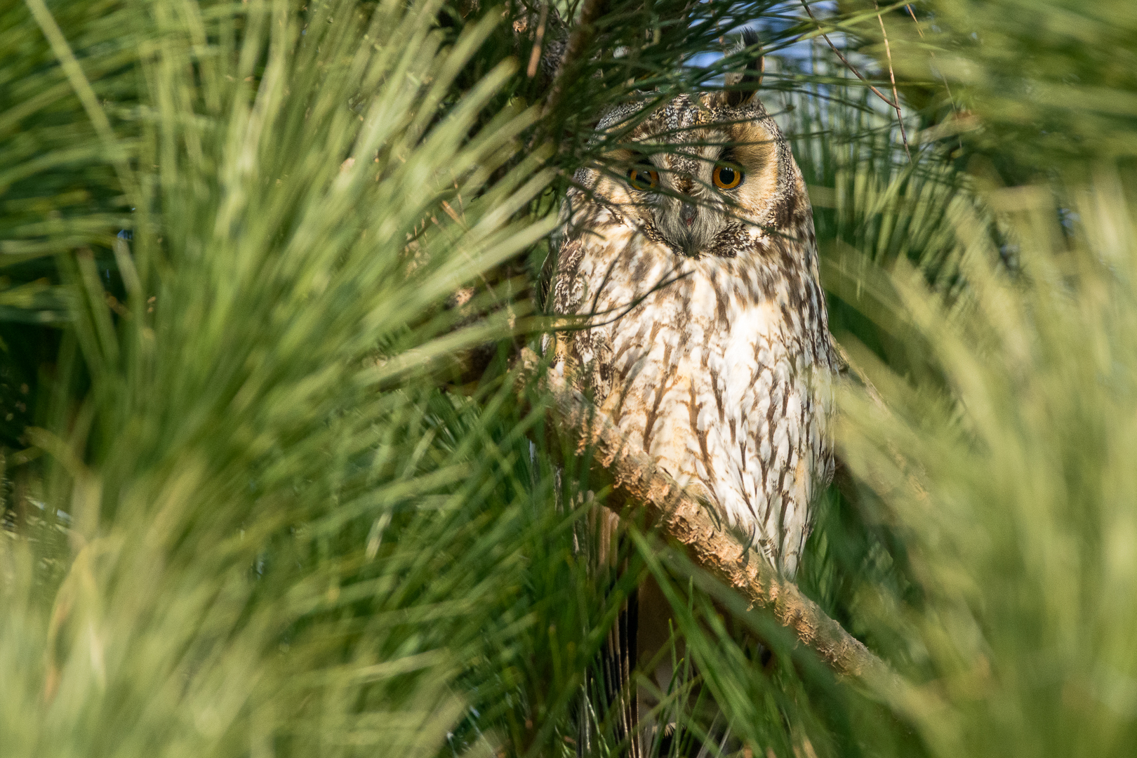 Long-eared owl...