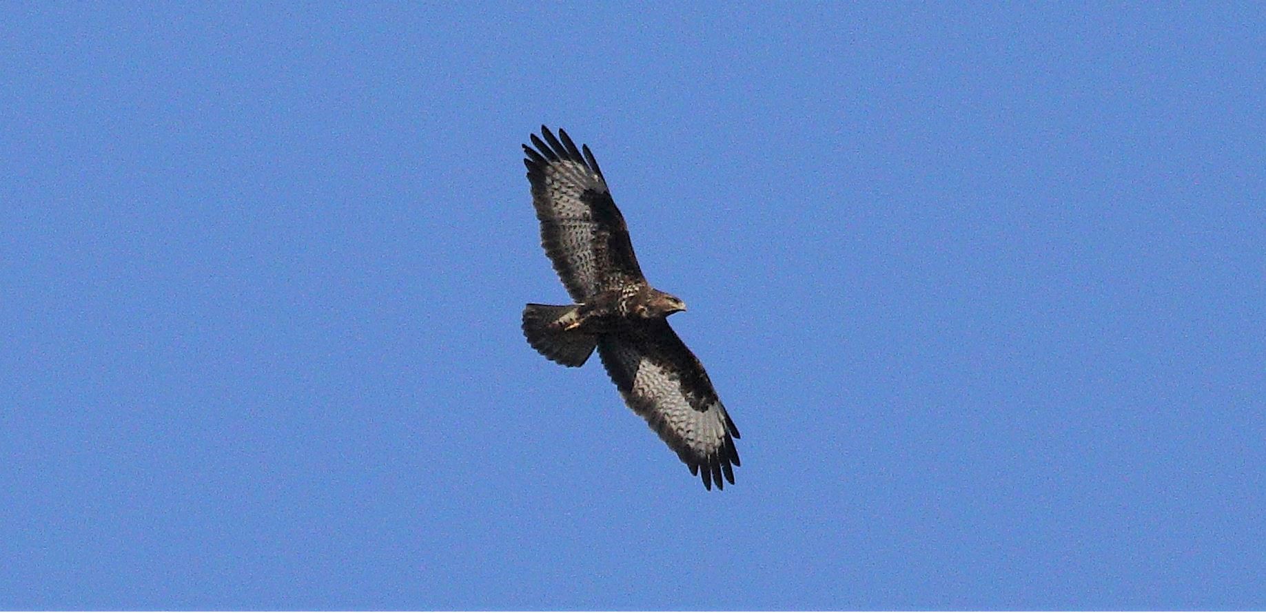 Buzzard 29-01-2022...