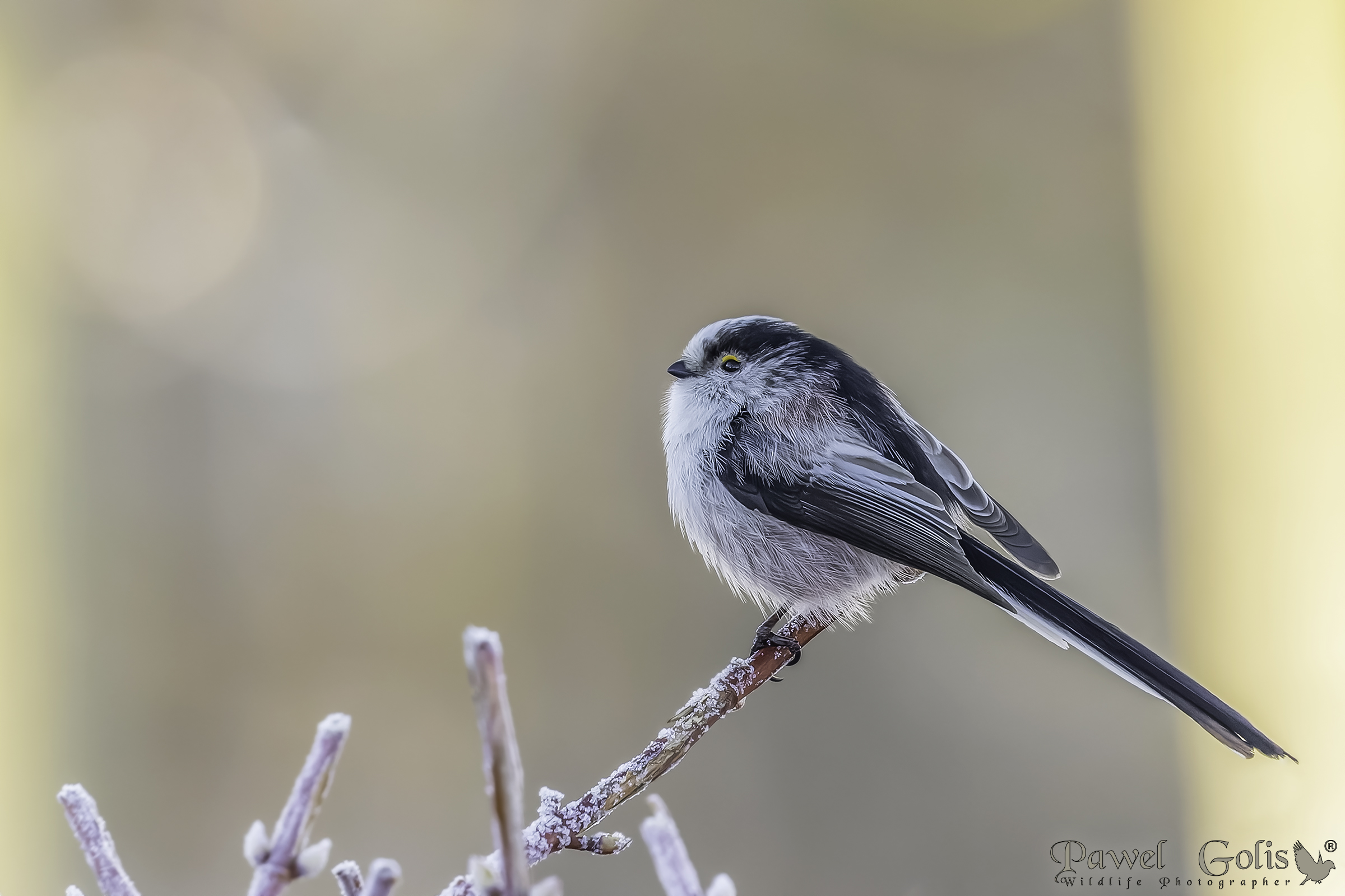 Long-tailed bushtit (Aegithalos caudatus)...