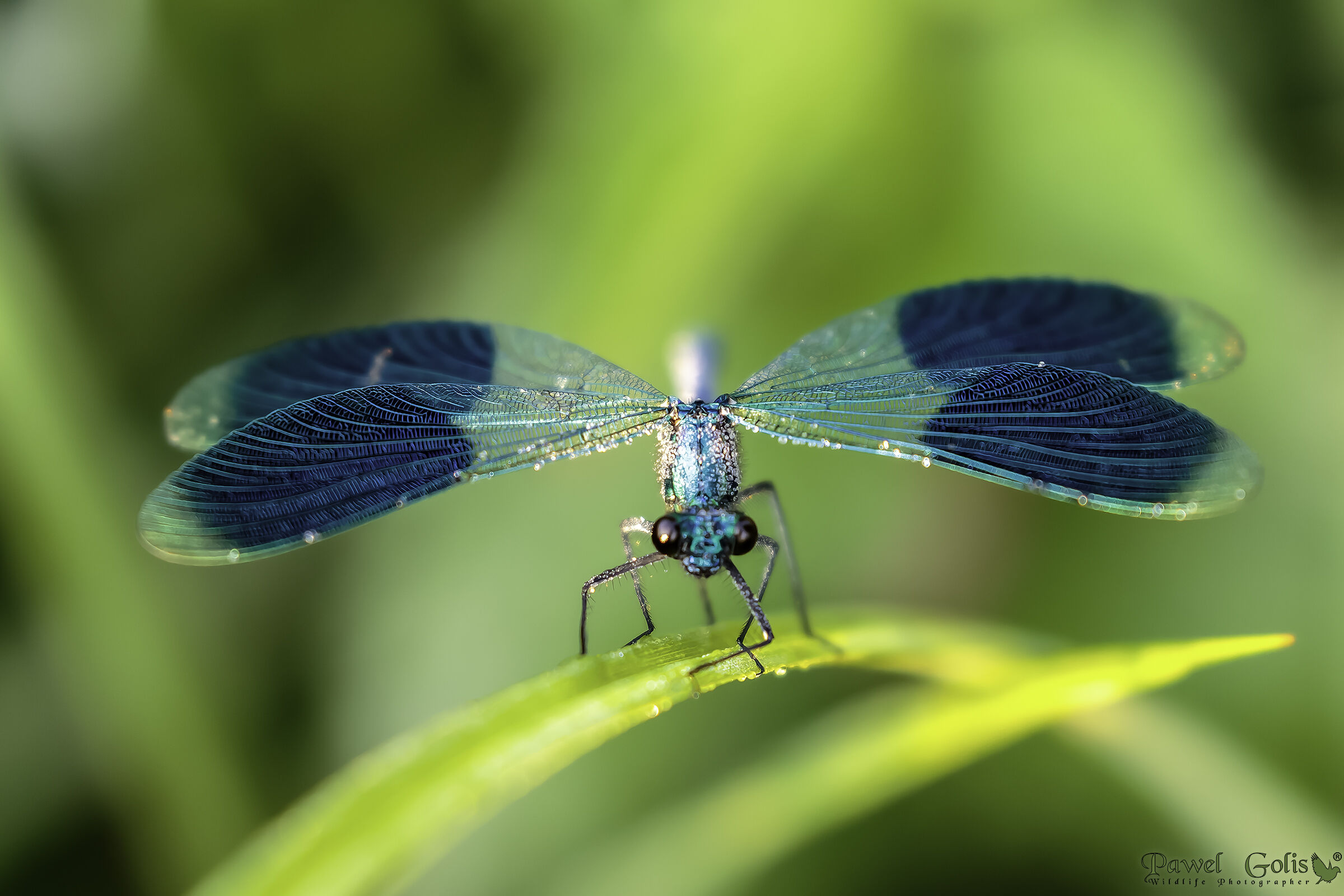 The banded demoiselle...