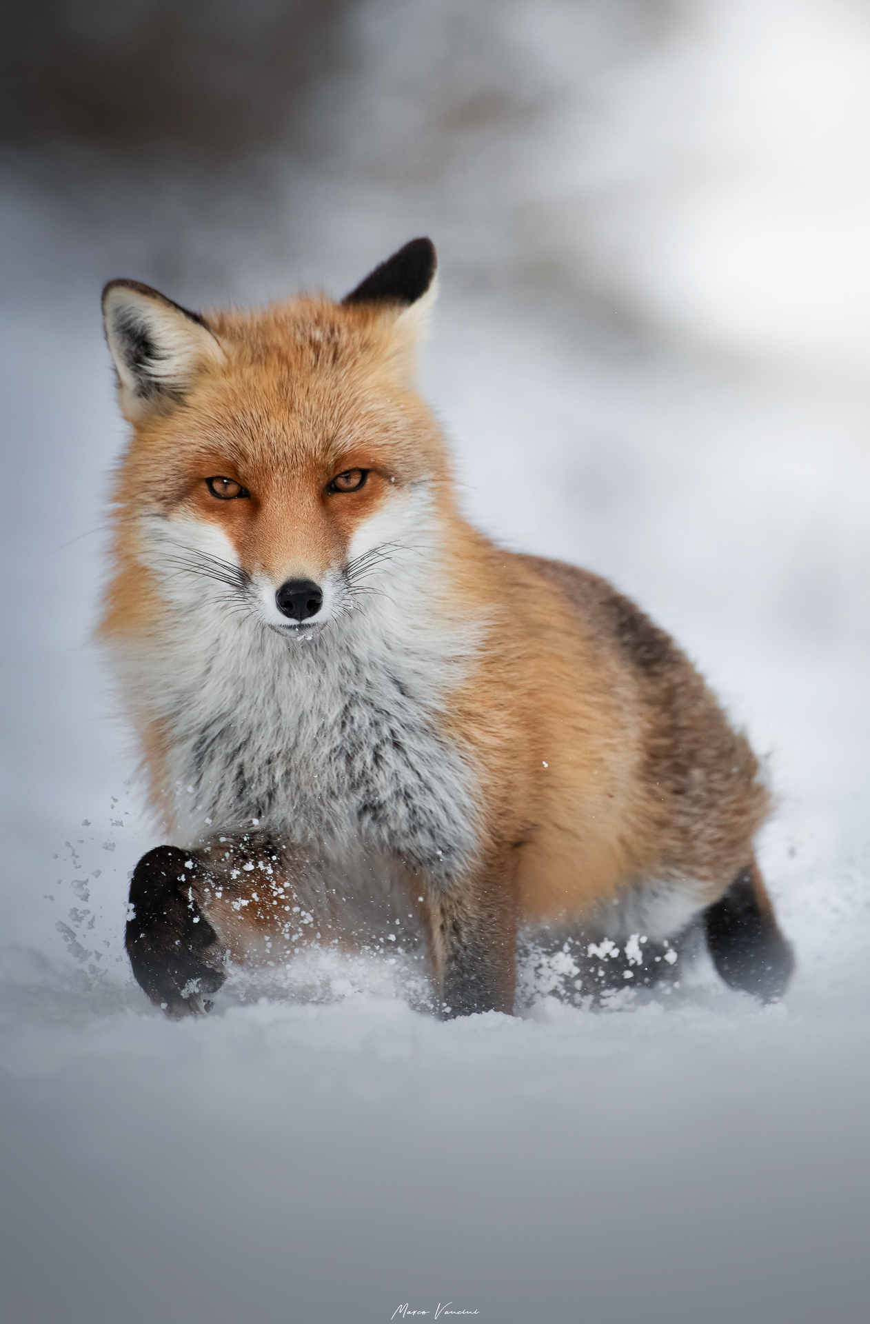 beautiful fox...