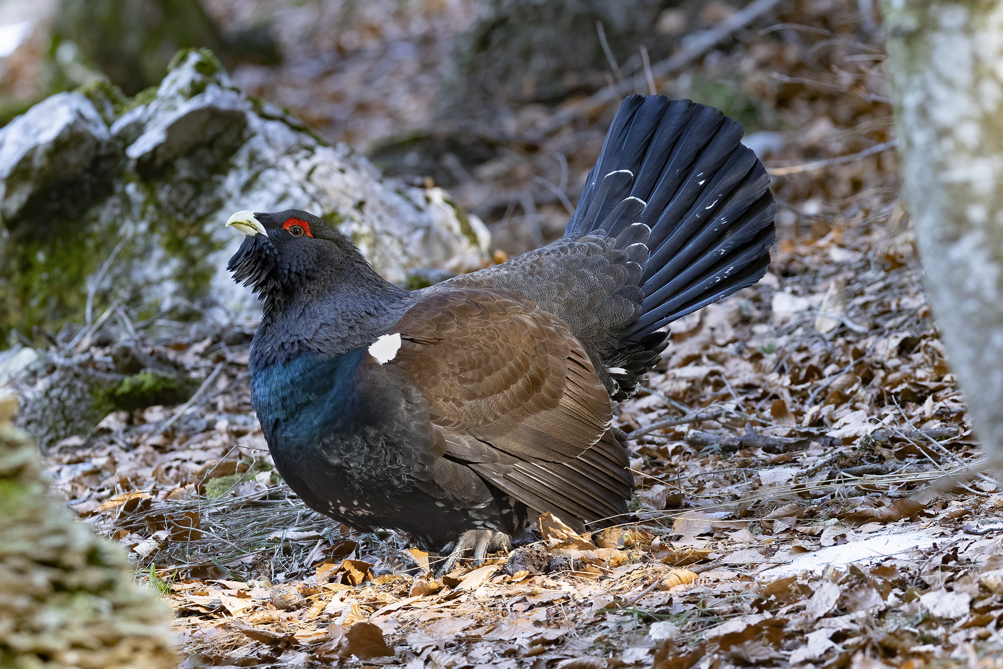 between lights and shadows, capercaillie...