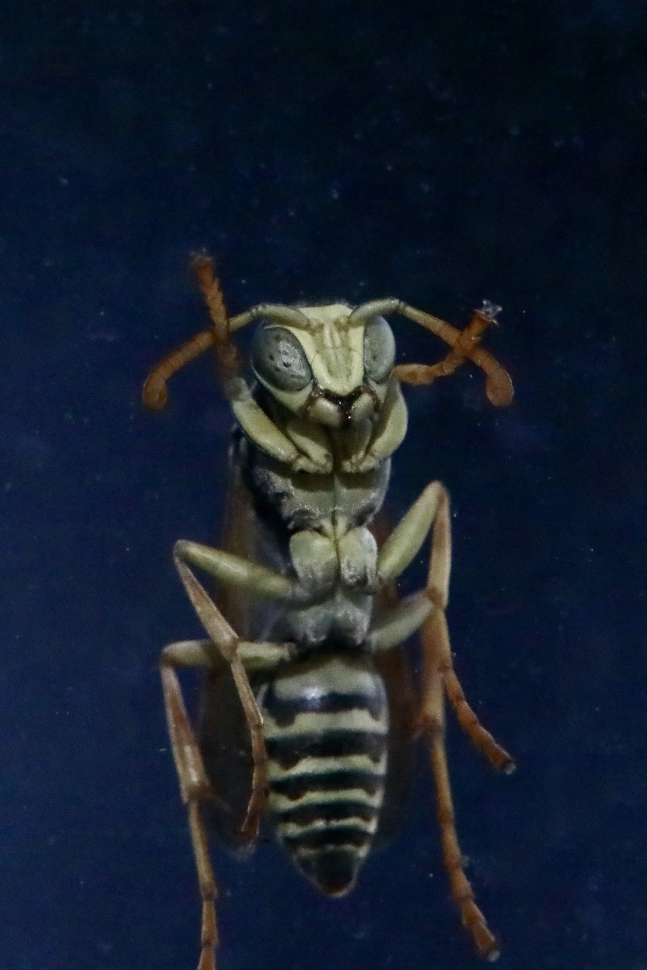 Wasp...