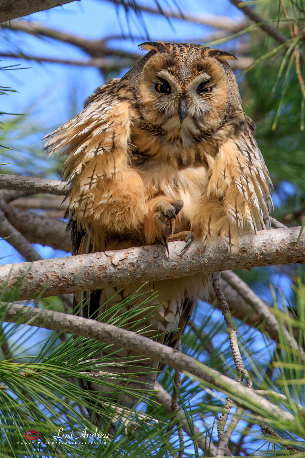 the Common Owl...