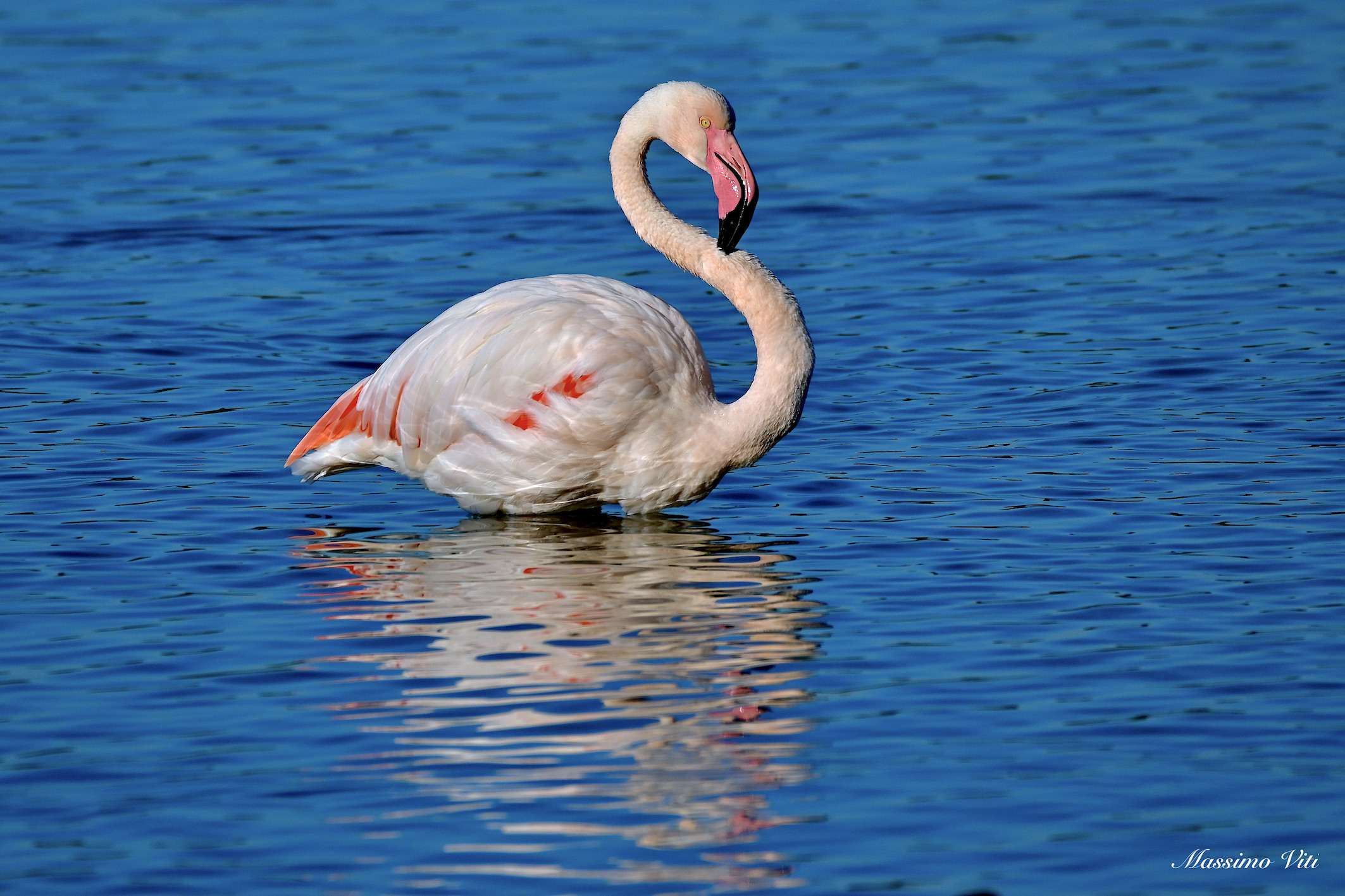 Pink flamingo ...