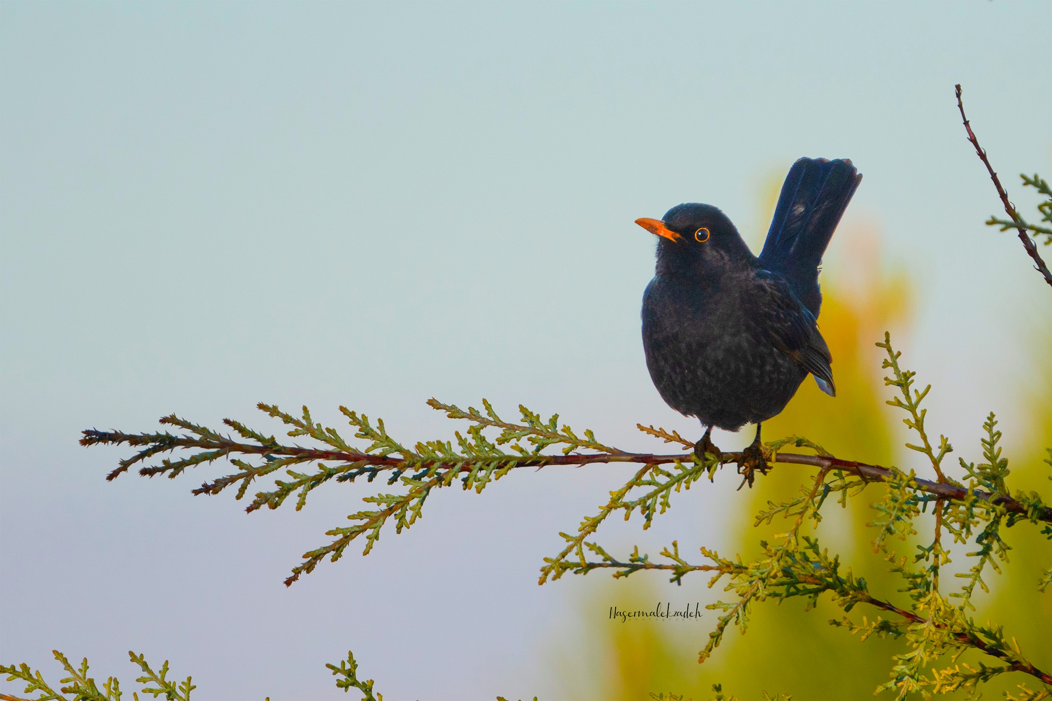 Eurasian blackbird...