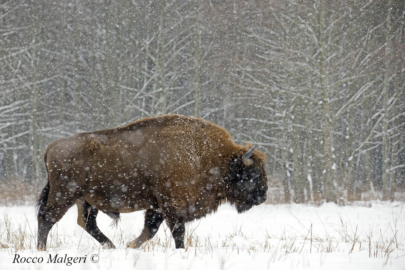 European bison ...