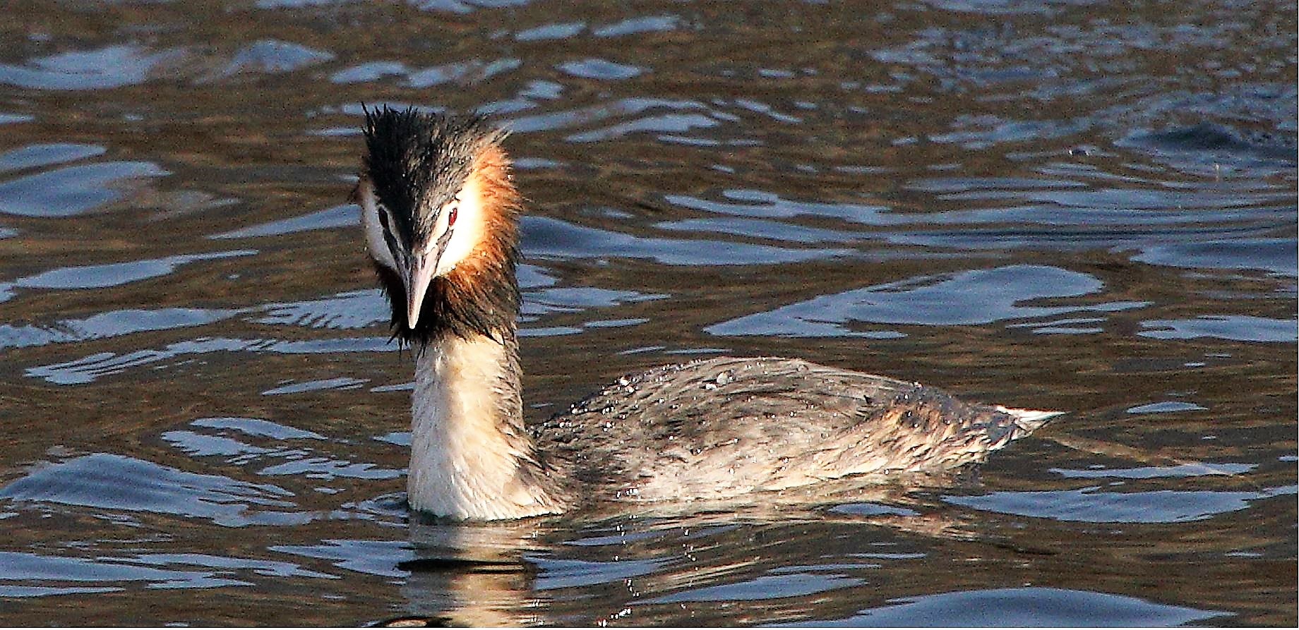 grebe 31-01-2022...