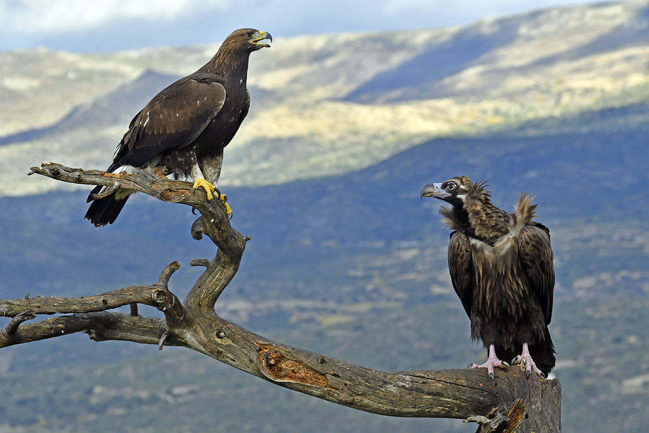 Aquila reale vs avvoltoio monaco...