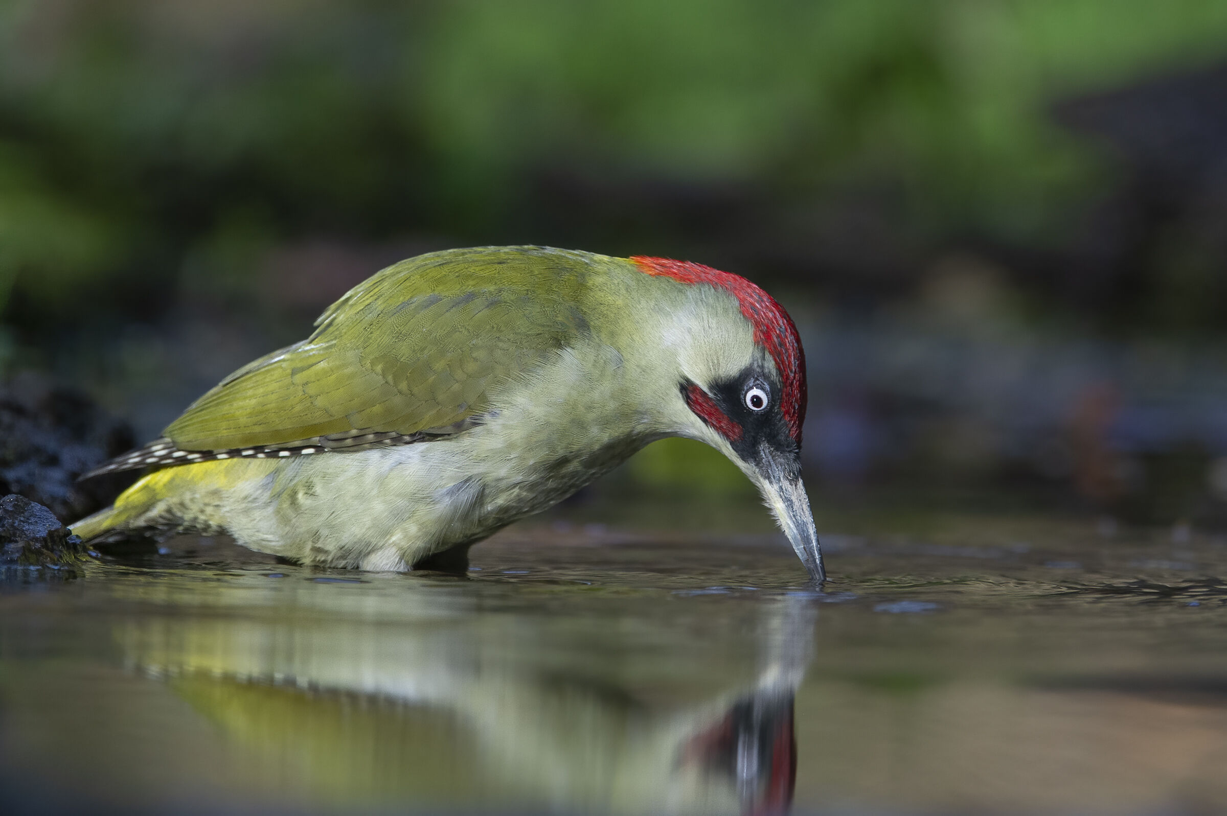 Green woodpecker (Picus viridis)...