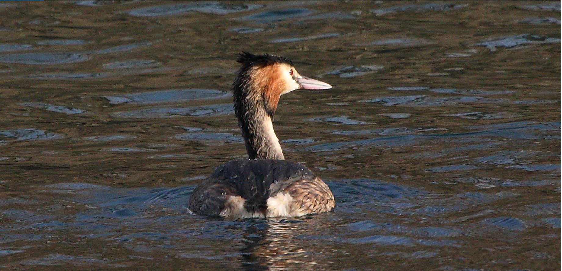 grebe 31-01-2022...