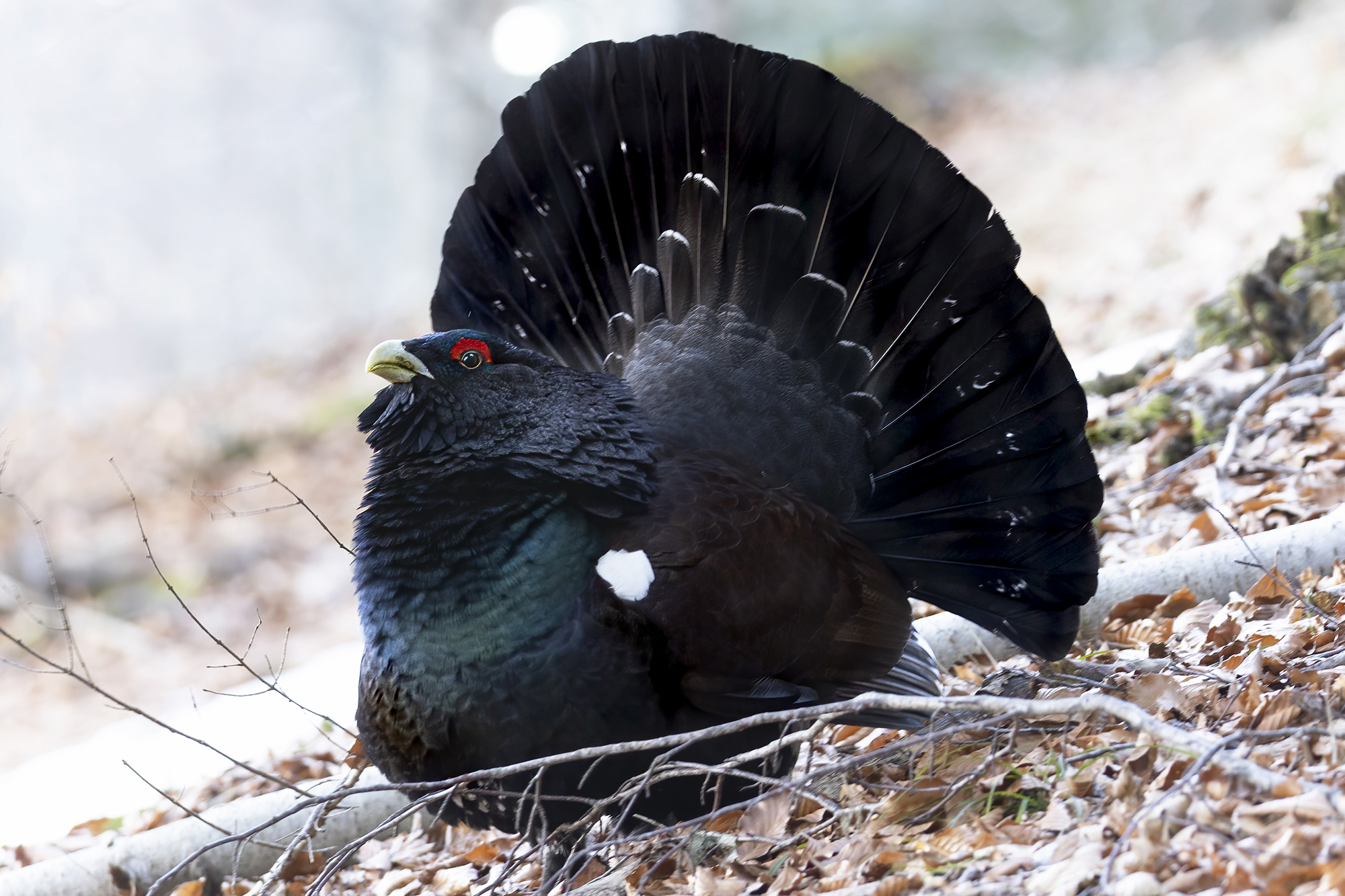 gallo cedrone gonfia le pioume...