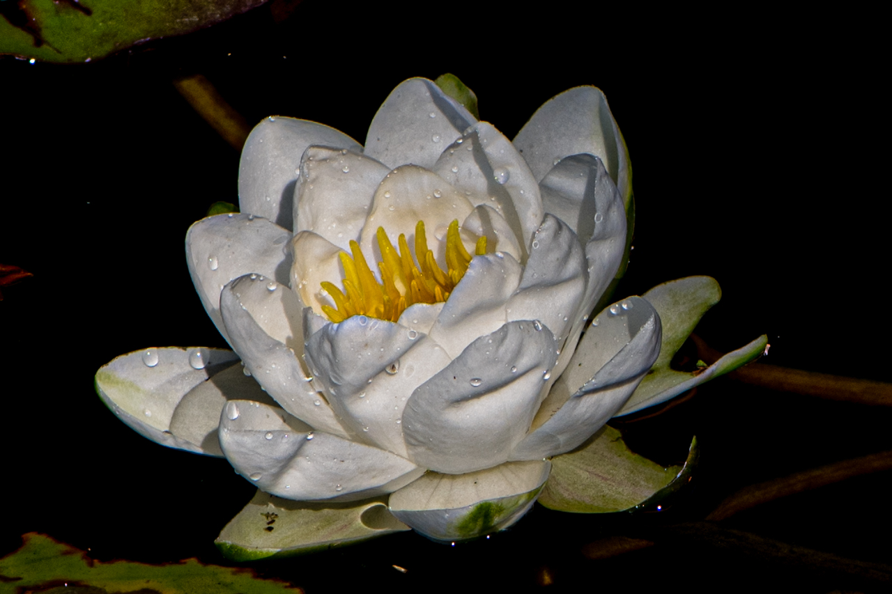 water lily...
