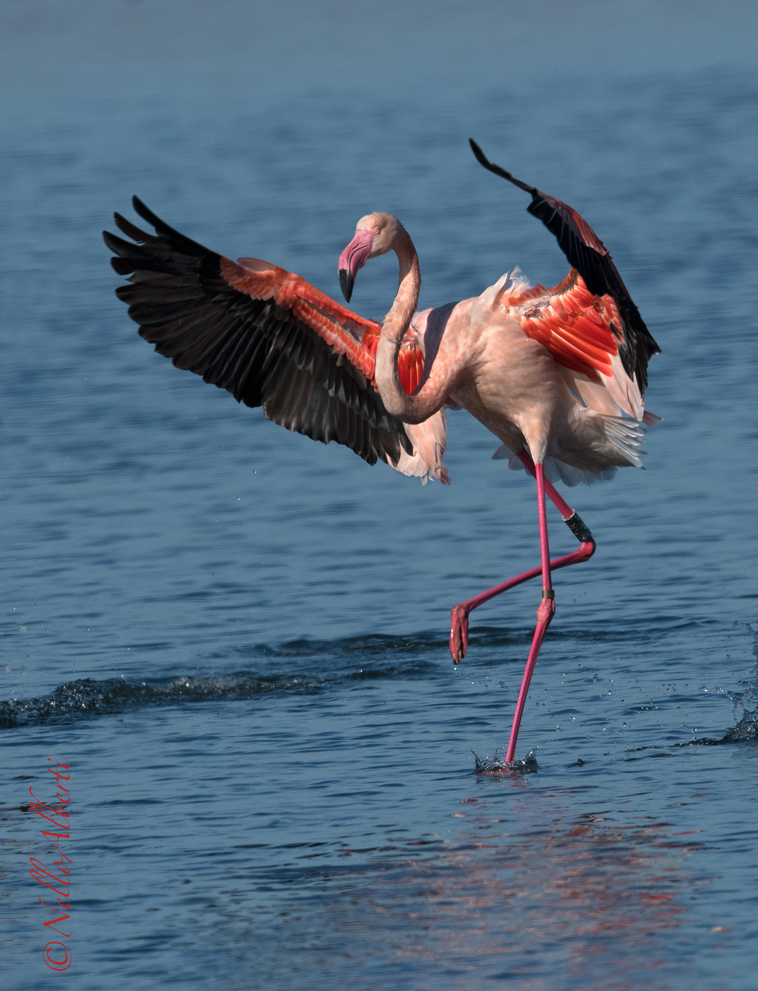 phase of ammaraggio of a pink flamingo ...