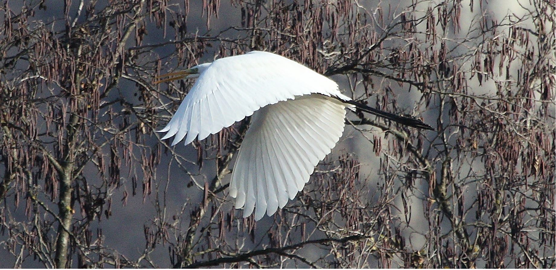 major white 31-01-2022...