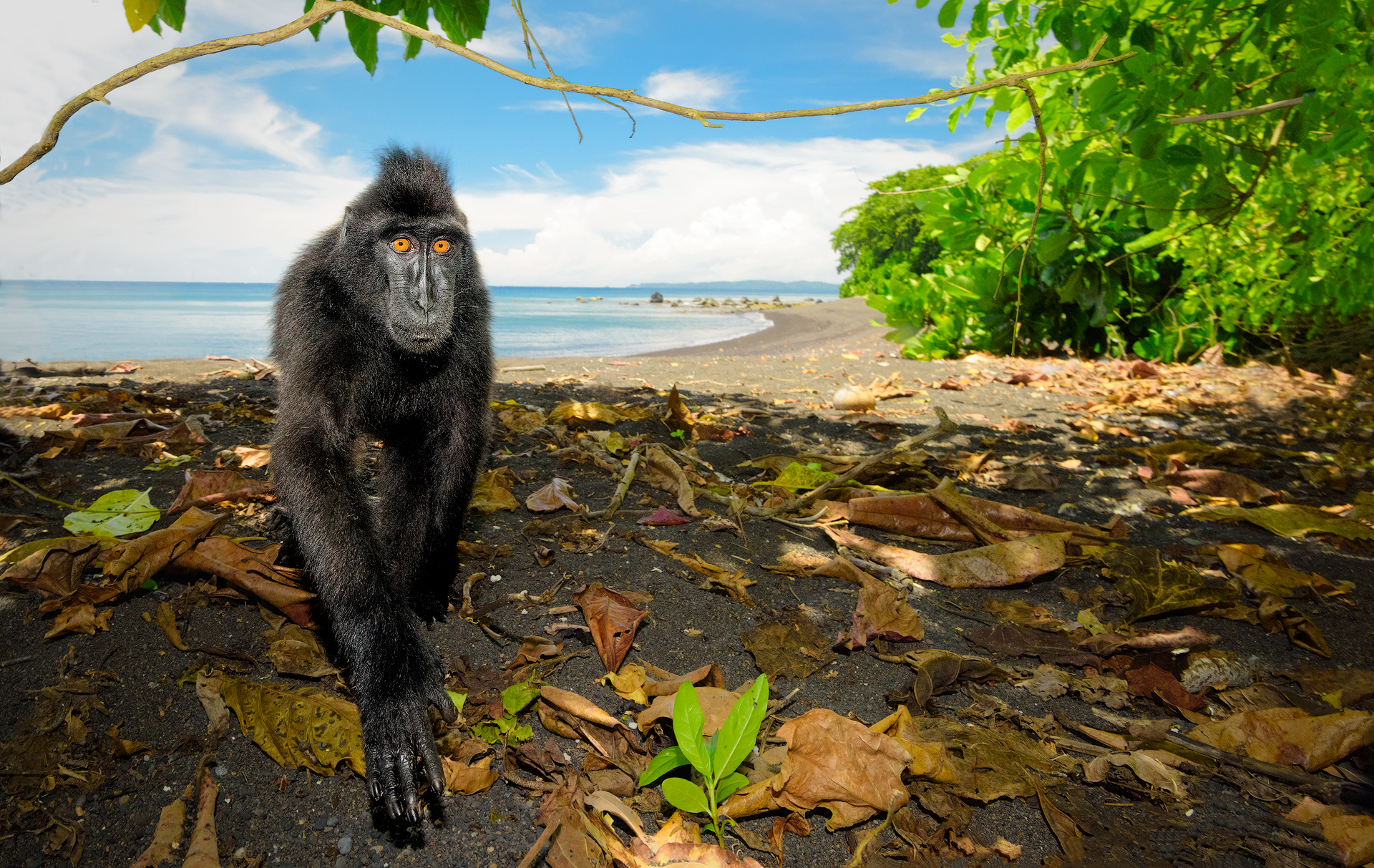 Black Crested Macaque...