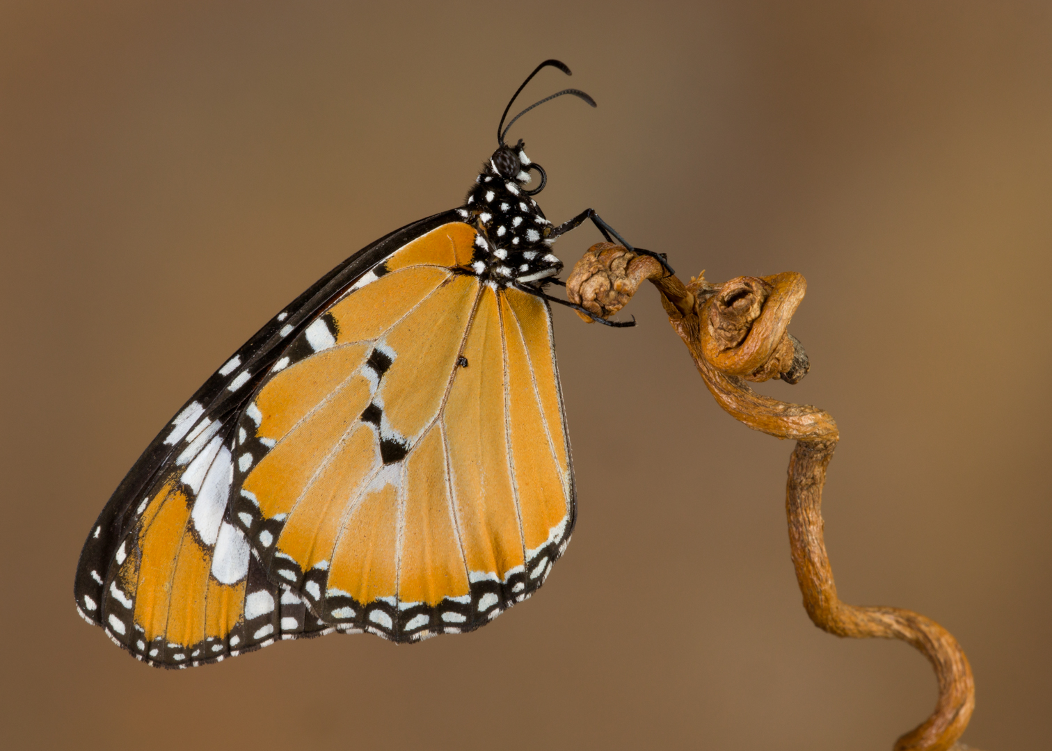 Monarch Butterfly (2022)...