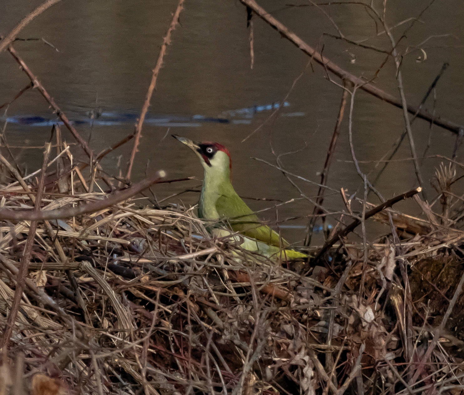 Male green woodpecker parked Oasi Lipu 4/02/2022...
