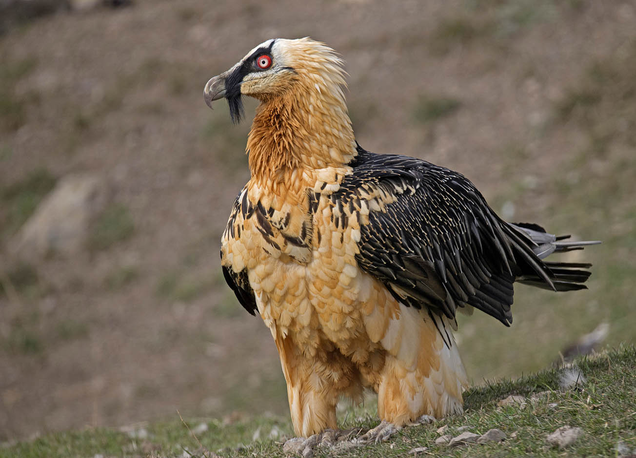 Portrait of bearded vulture ...