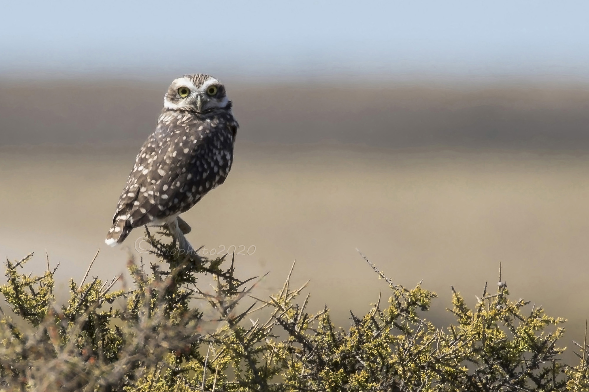 Owl of the burrows- Peninsula Valdes Patagonia Argentina...