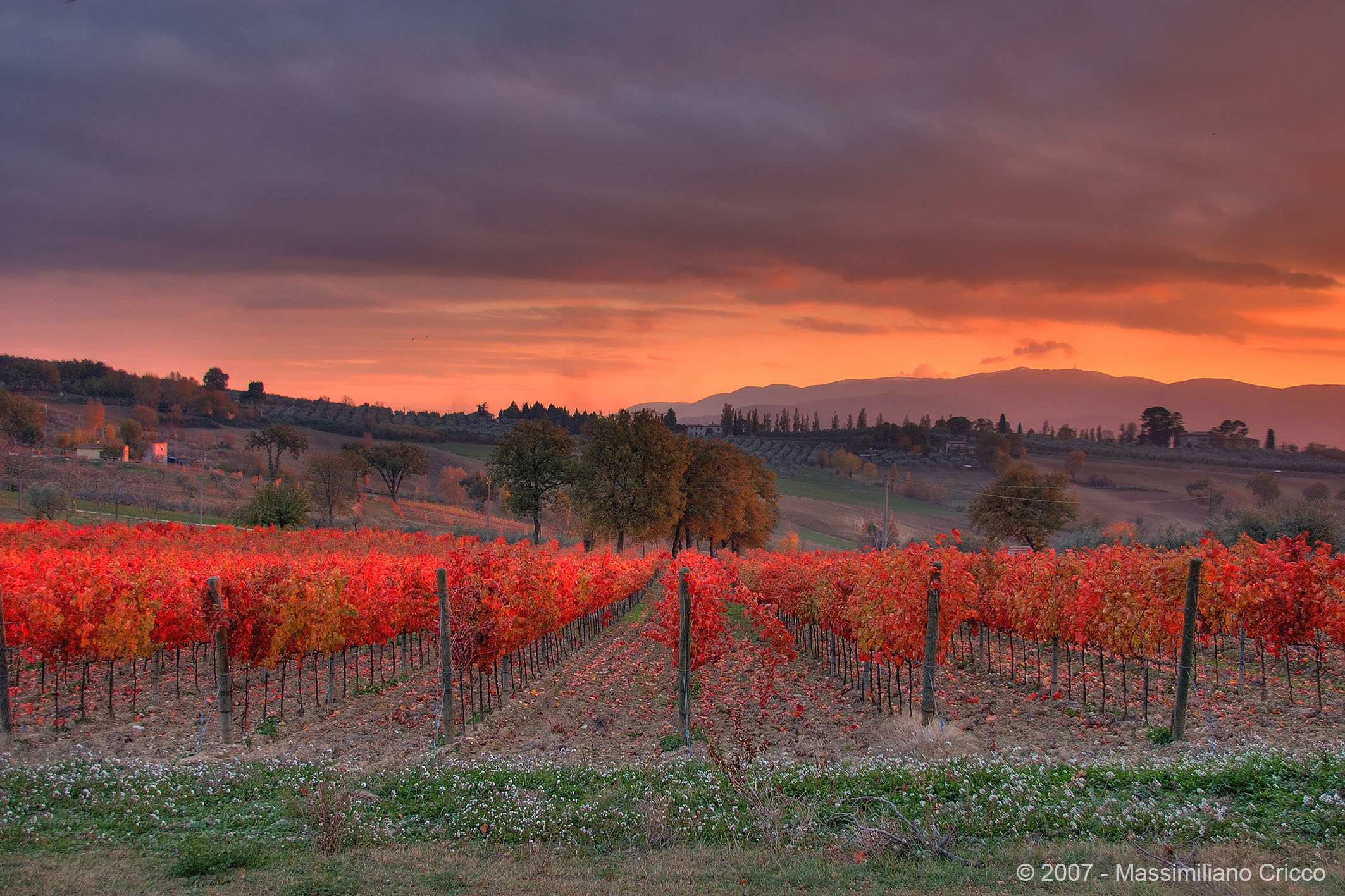 The vineyards of Montefalco - Umbria...