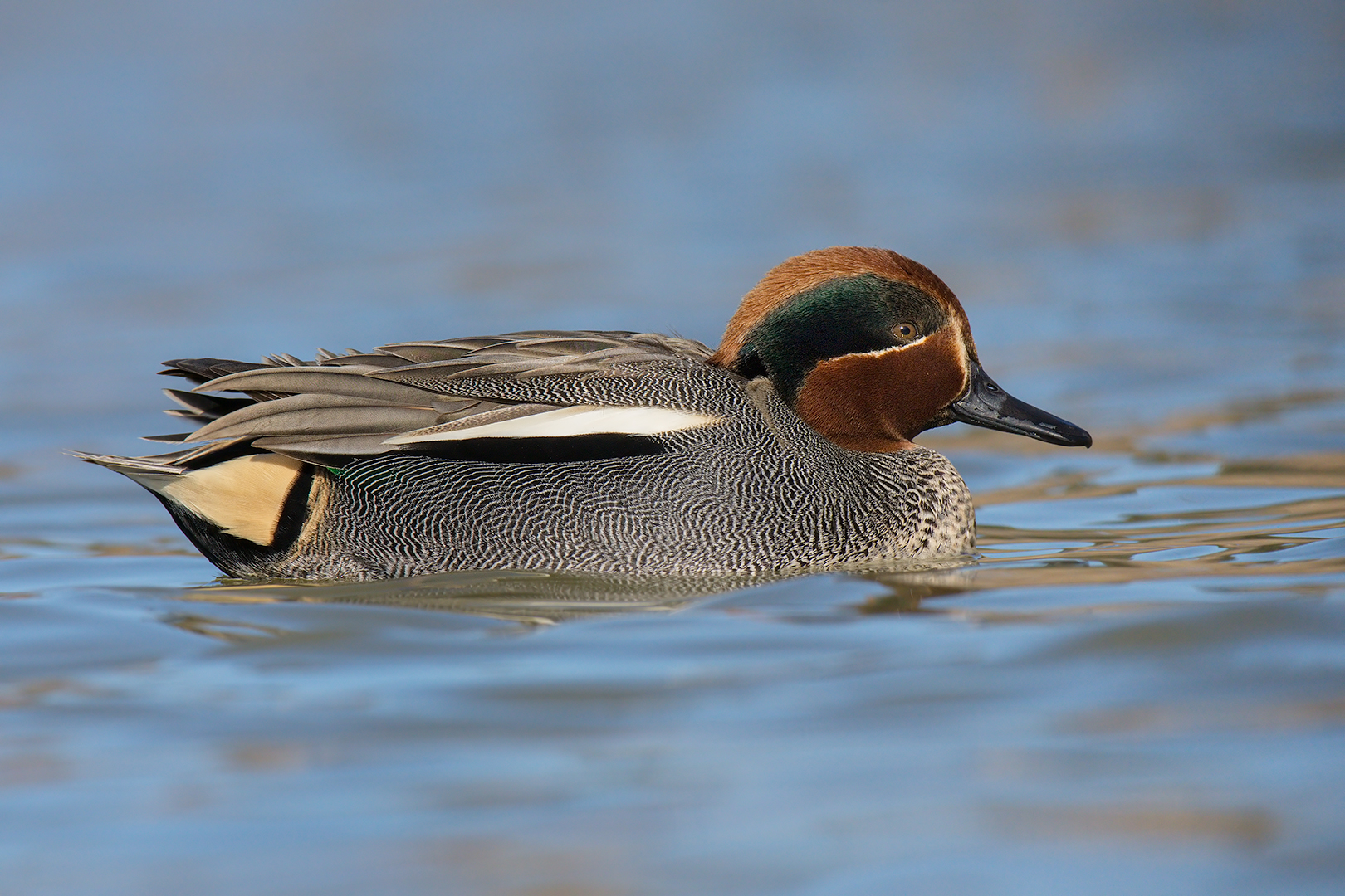Teal (male)...