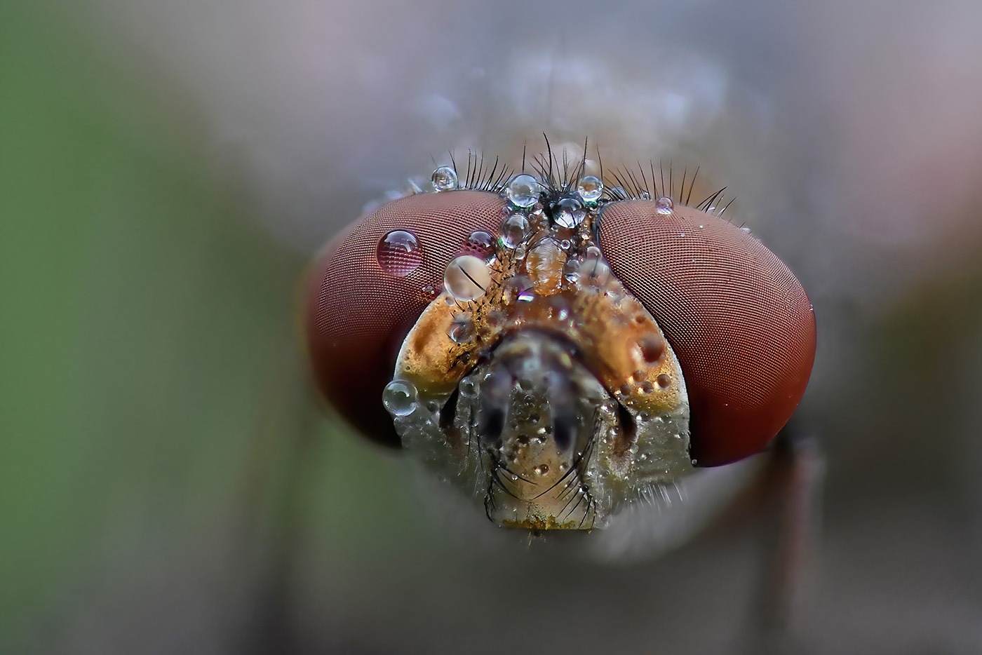 Ectophasia crassipennis, focus stacking...