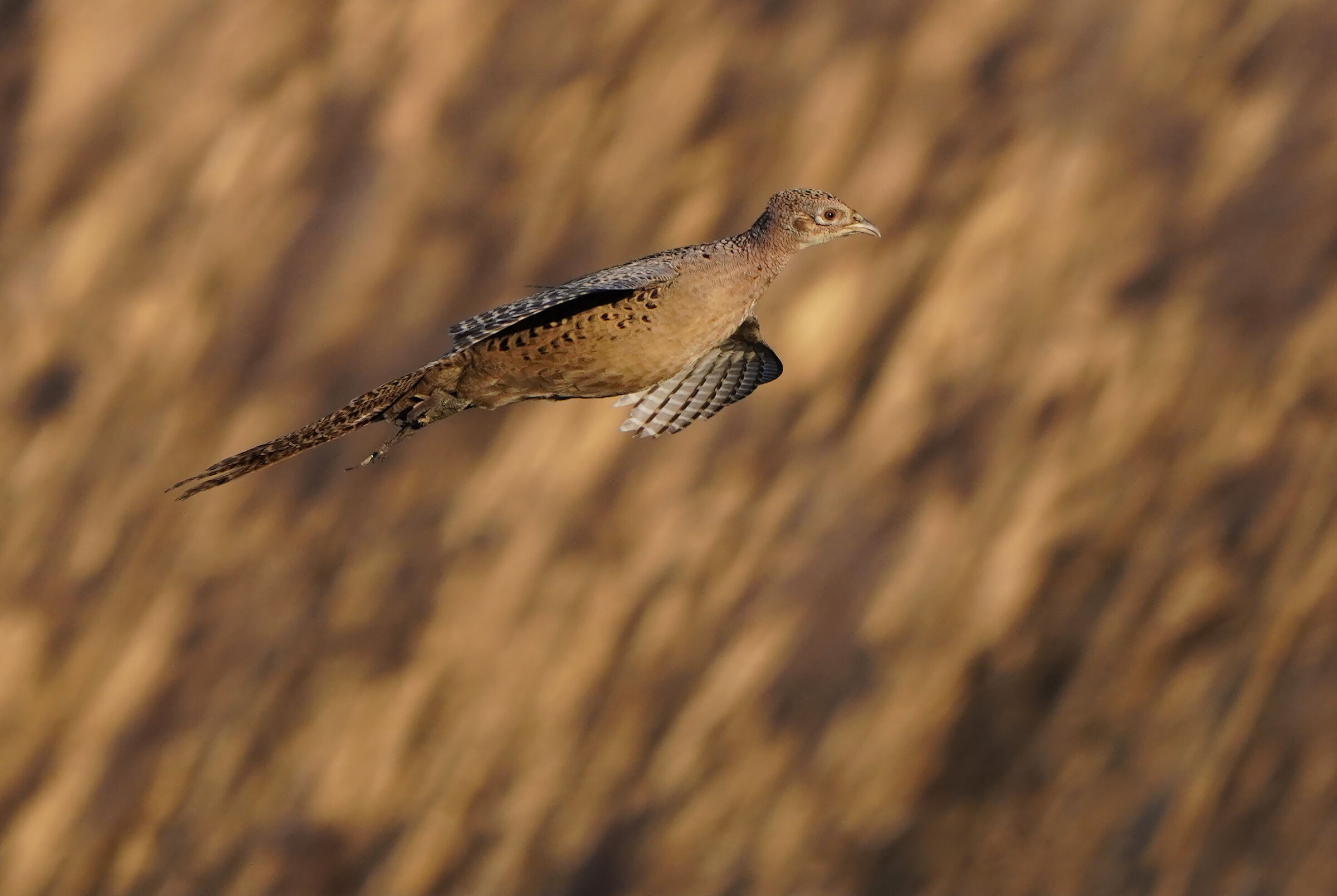 the flight of the pheasant...
