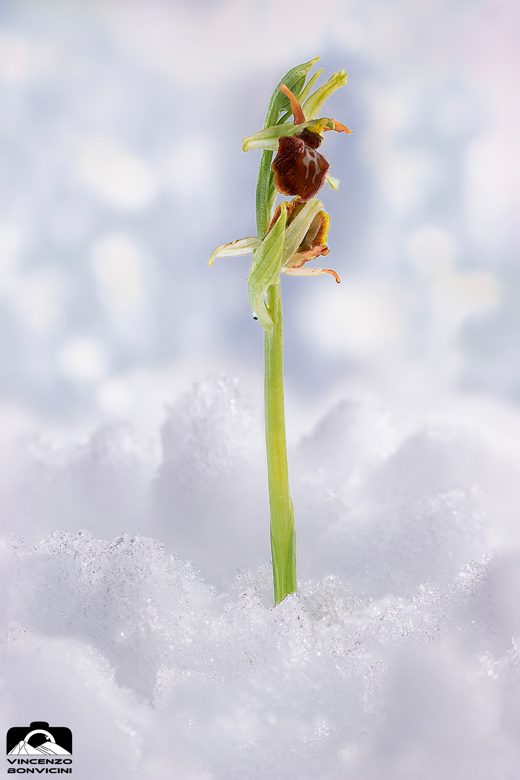 Ophrys sphegodes nella neve...