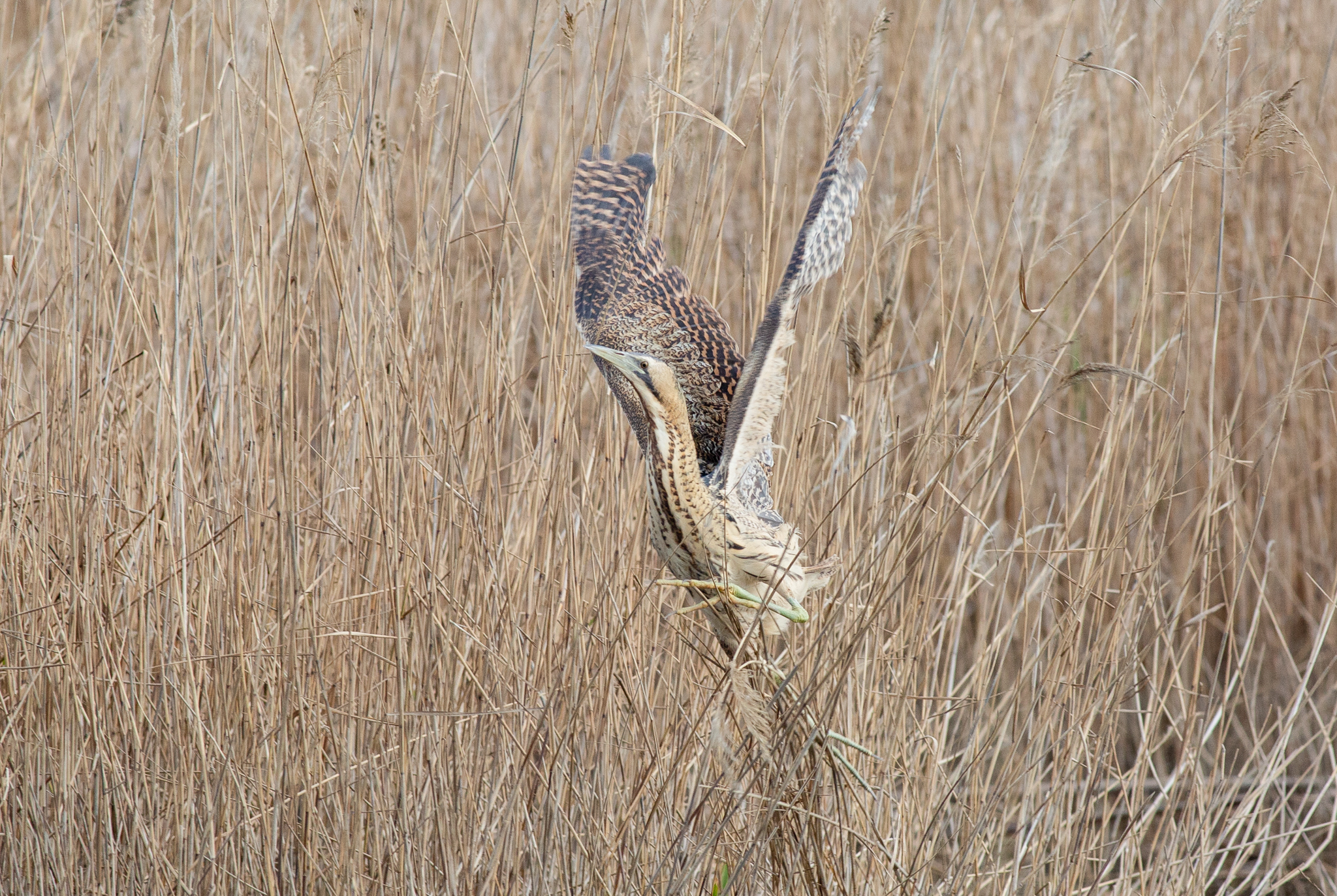 Take-off of the bittern...